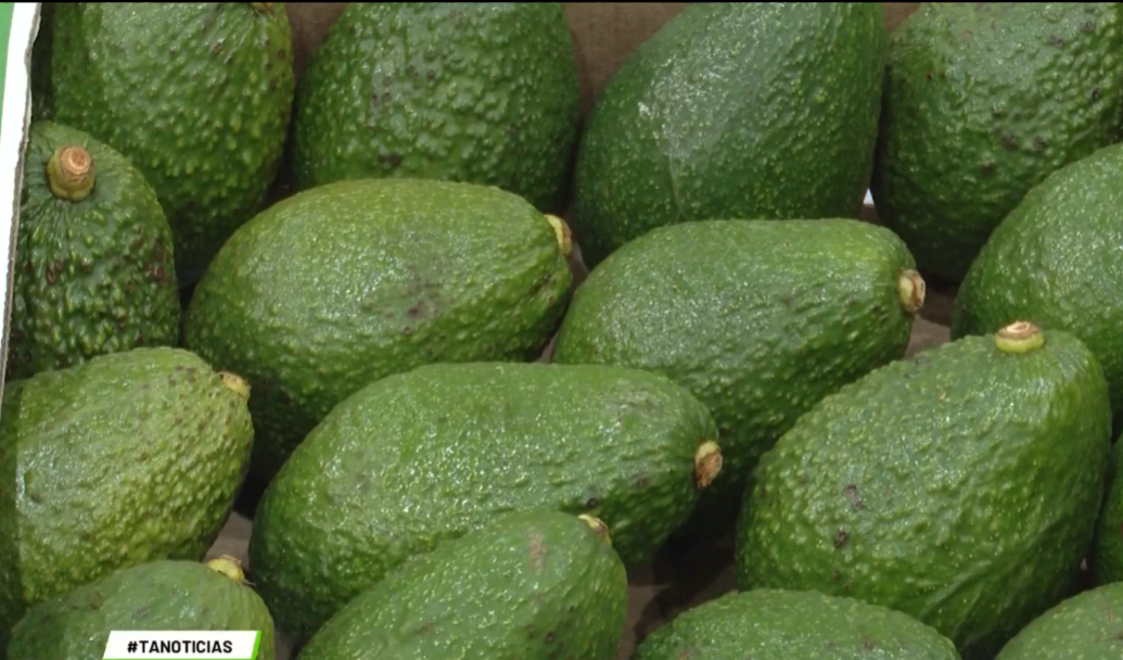 Colombia, tercer exportador de aguacate hass