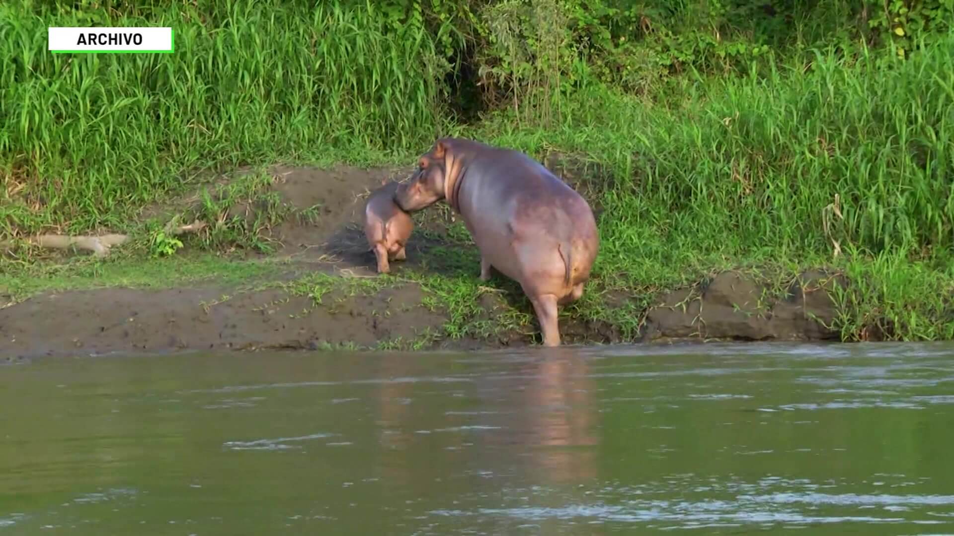 Piden trasladar hipopótamos a otros países