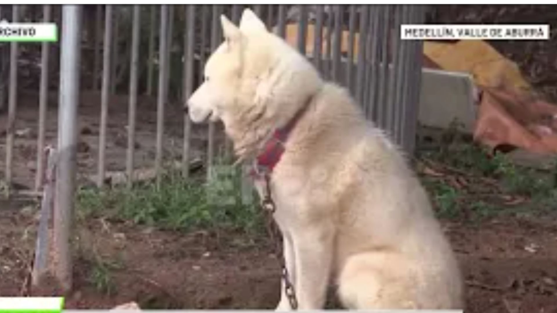 Enero mes con más abandonos de mascotas