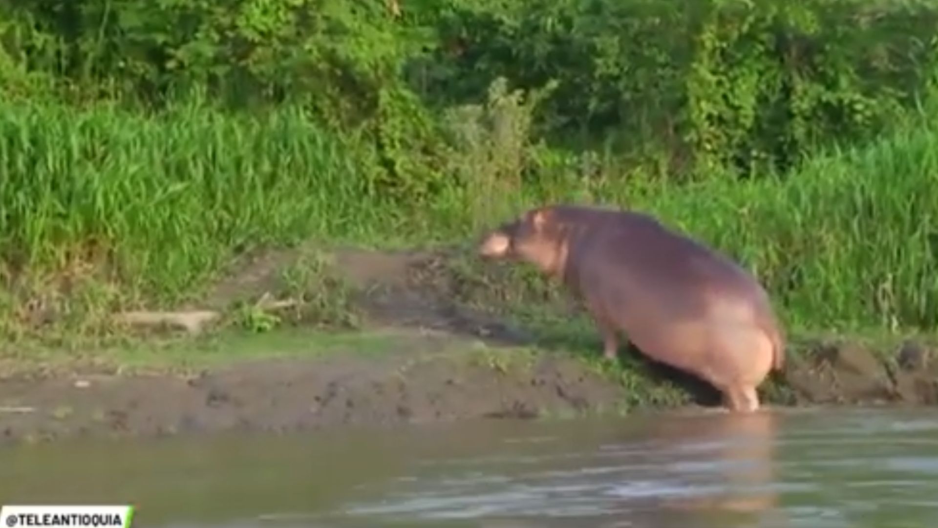 Convenio para esterilizar a los hipopótamos