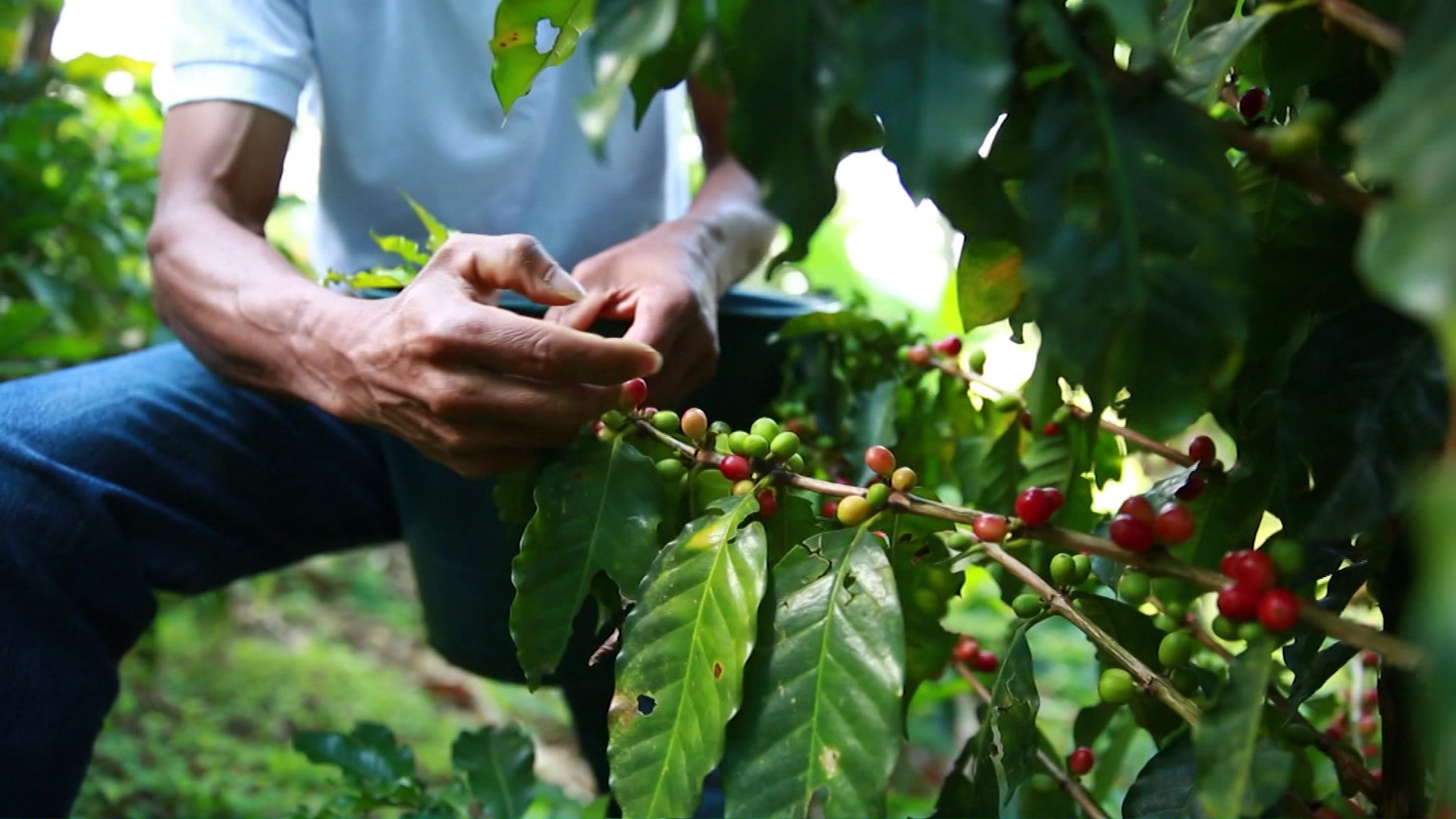 Cafeteros de Antioquia piden ayudas para alivianar la crisis