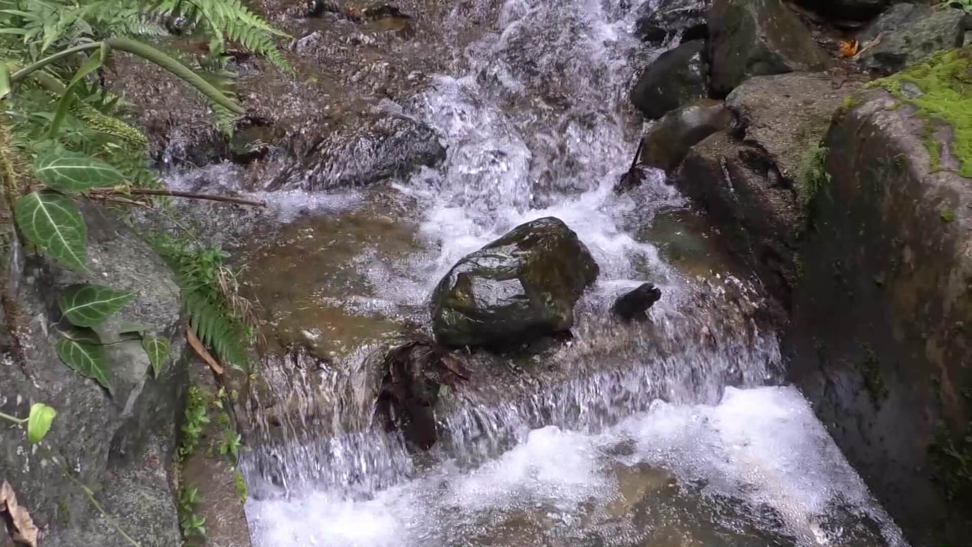 Fredonia: microcuenca en riesgo por cultivo