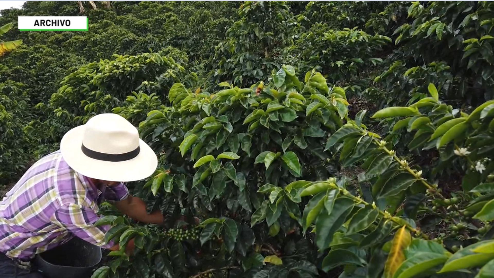 Cafetales afectados por altas temperaturas