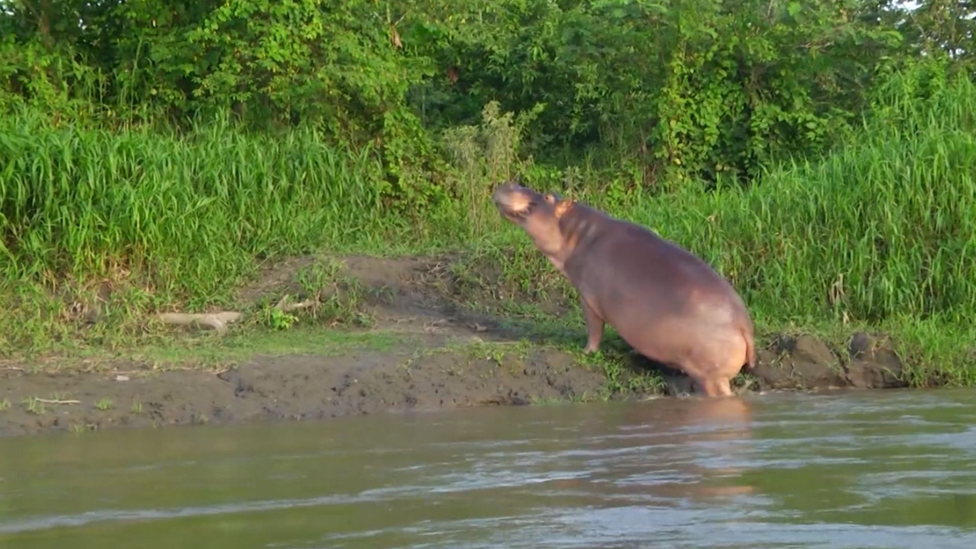 Mexicanos siguen interesados en llevarse hipopótamos
