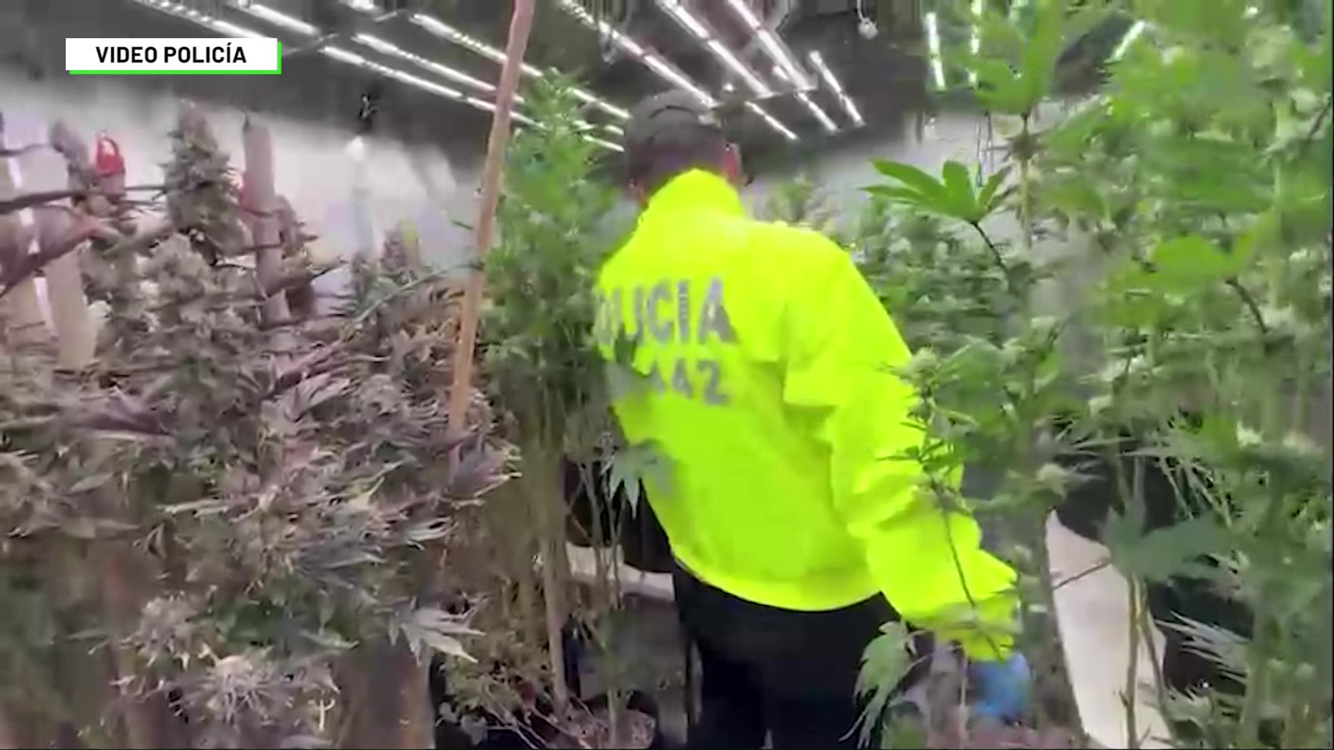 Desmantelan cultivo ilegal de marihuana