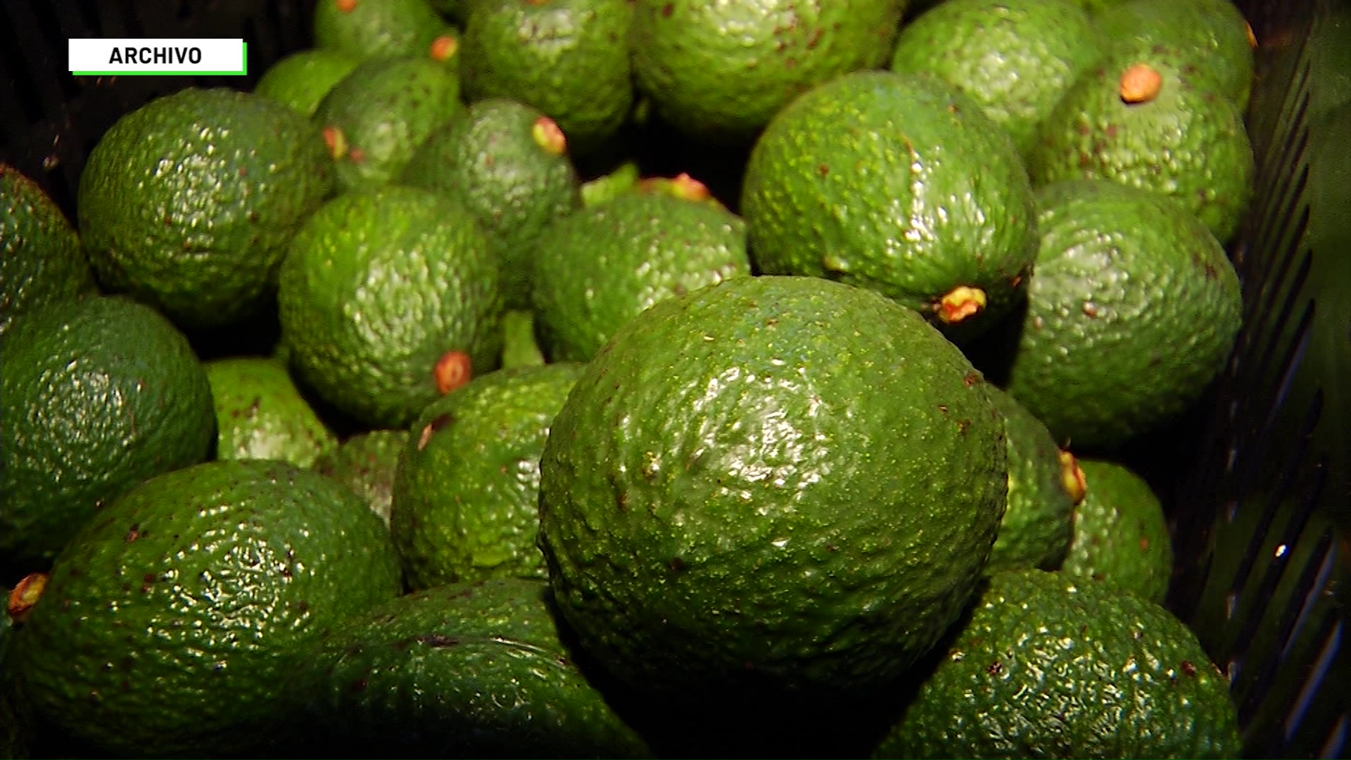 Exportaciones de aguacate a Estados Unidos