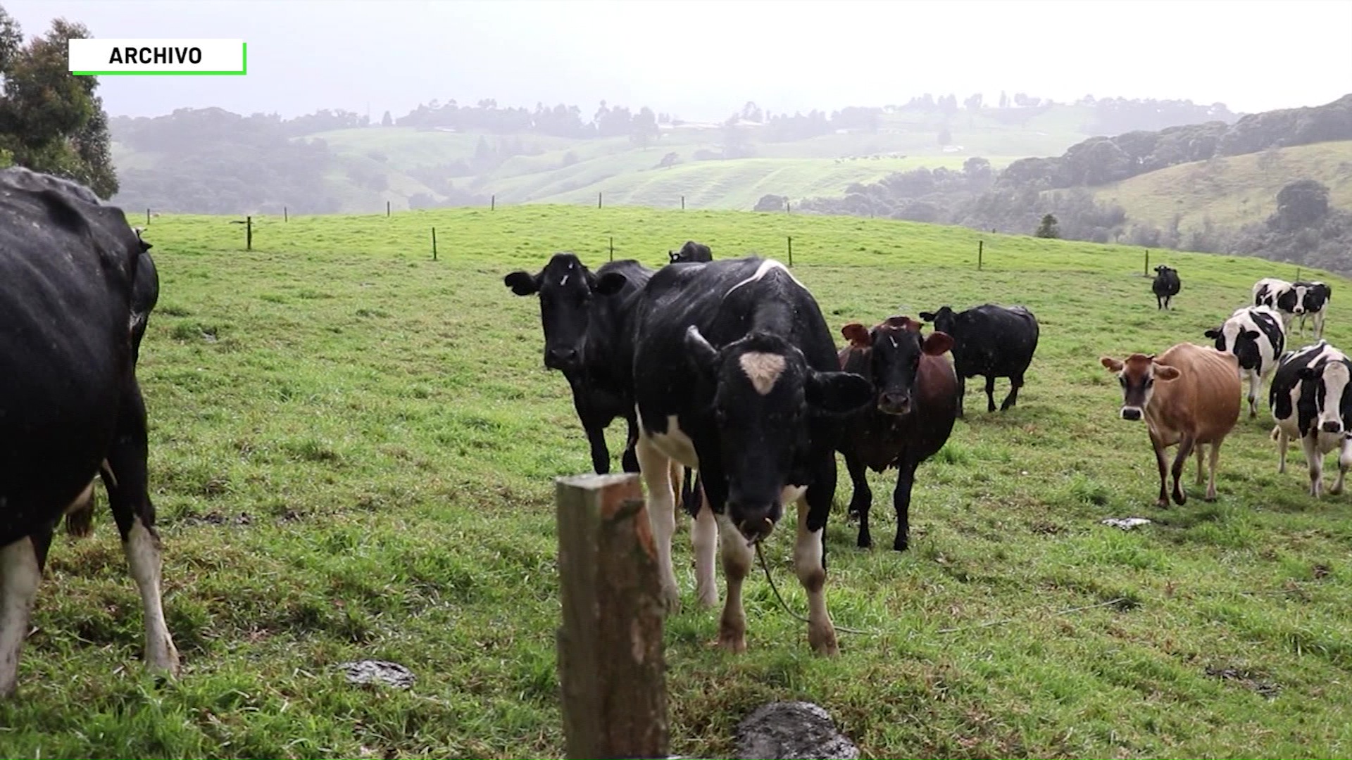 Aumenta el robo de ganado en el país Fedegan