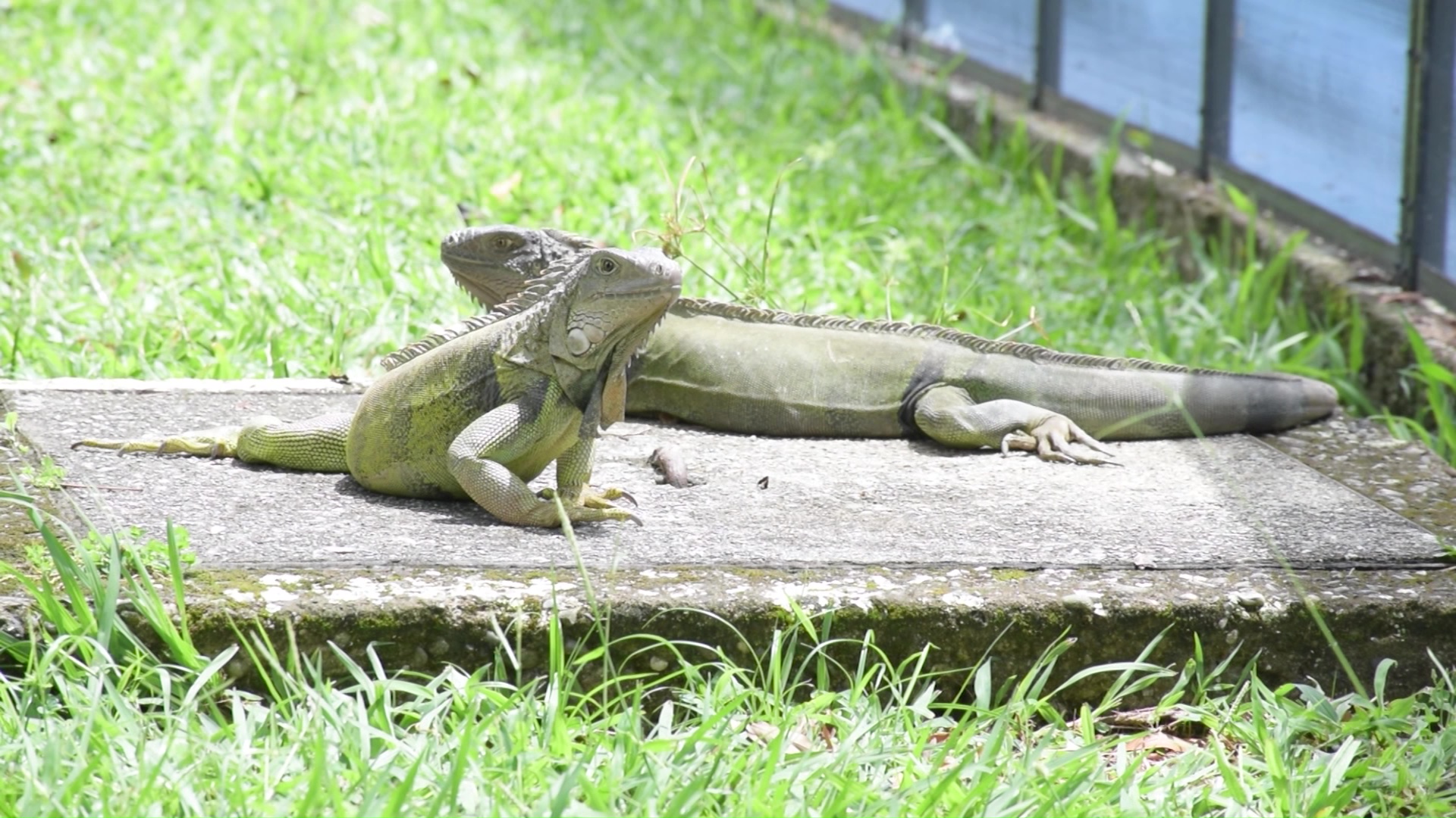 Atropellan iguanas que tratan de buscar agua
