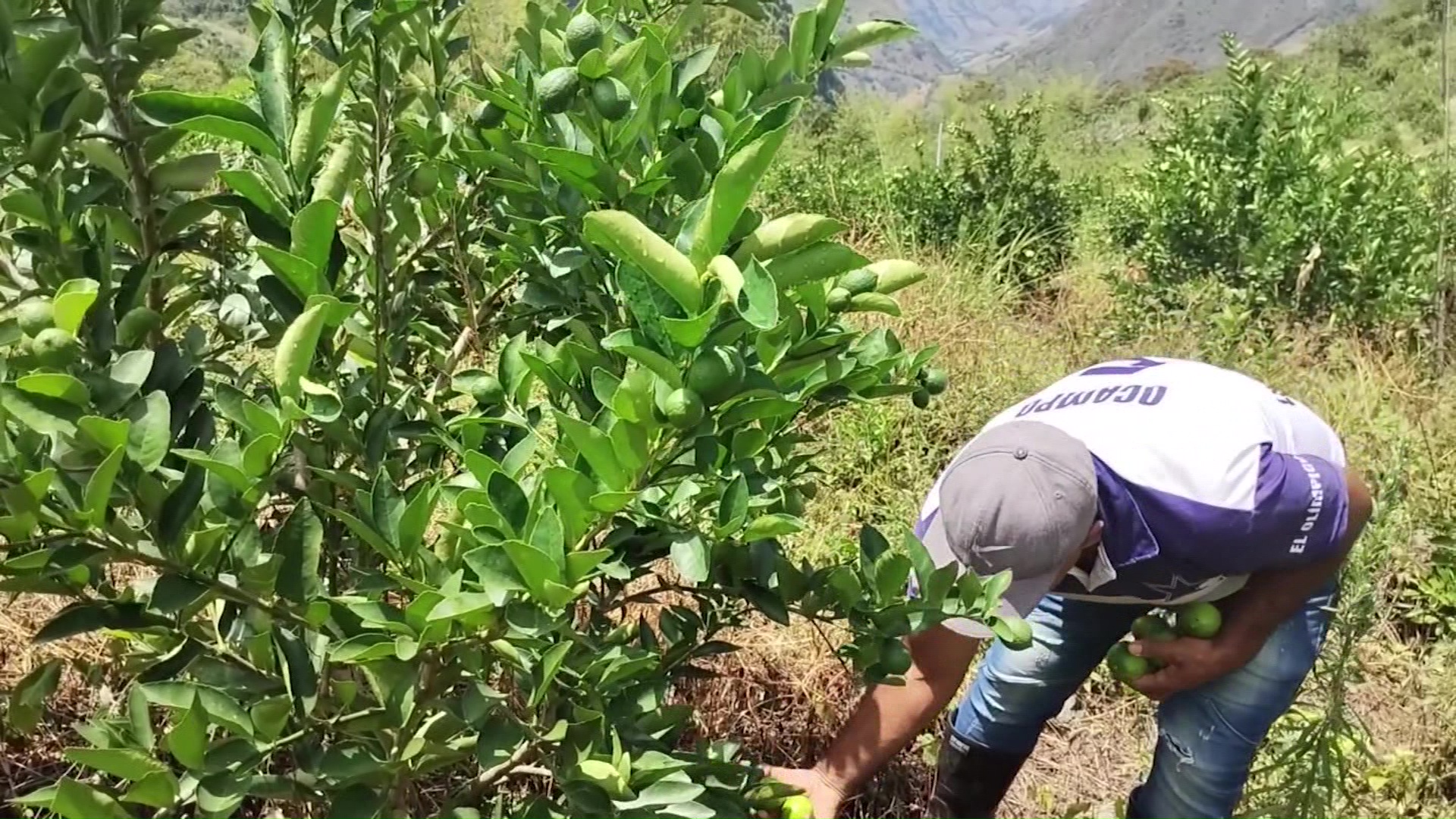 Sonsón productores exportan limón tahití