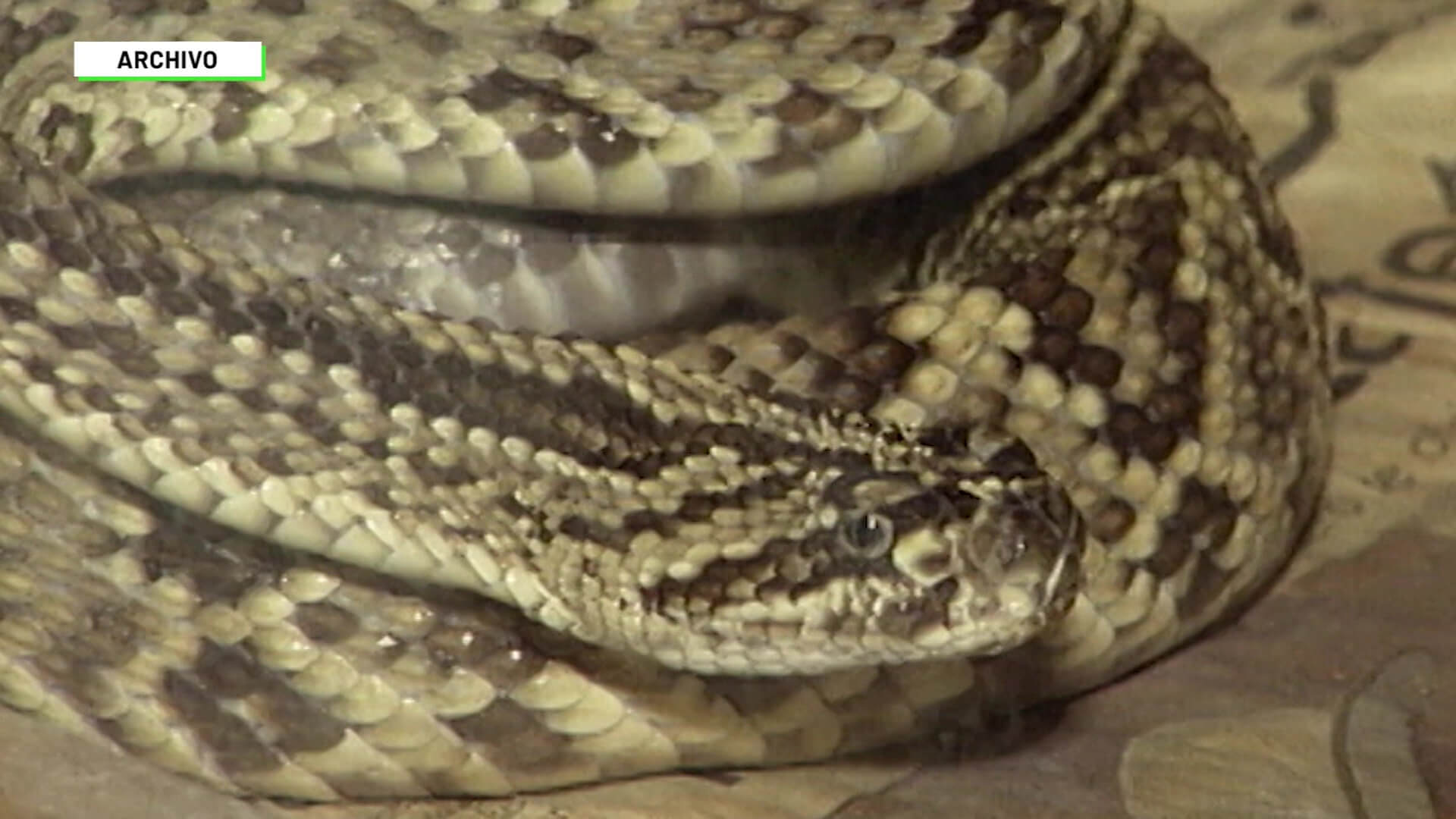 135 mordeduras de serpiente en Antioquia