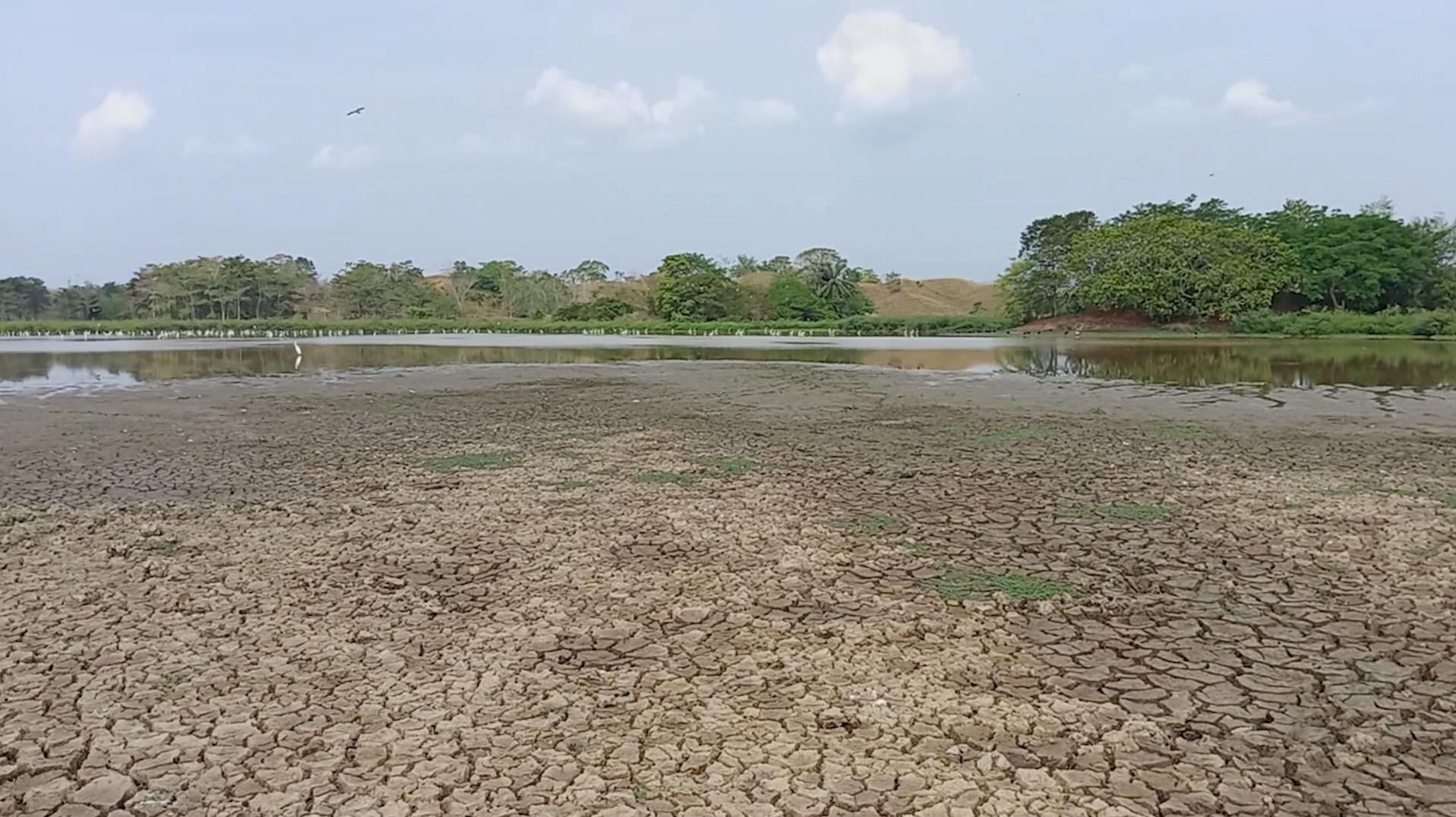 Mortandad de peces en ciénaga Samaria