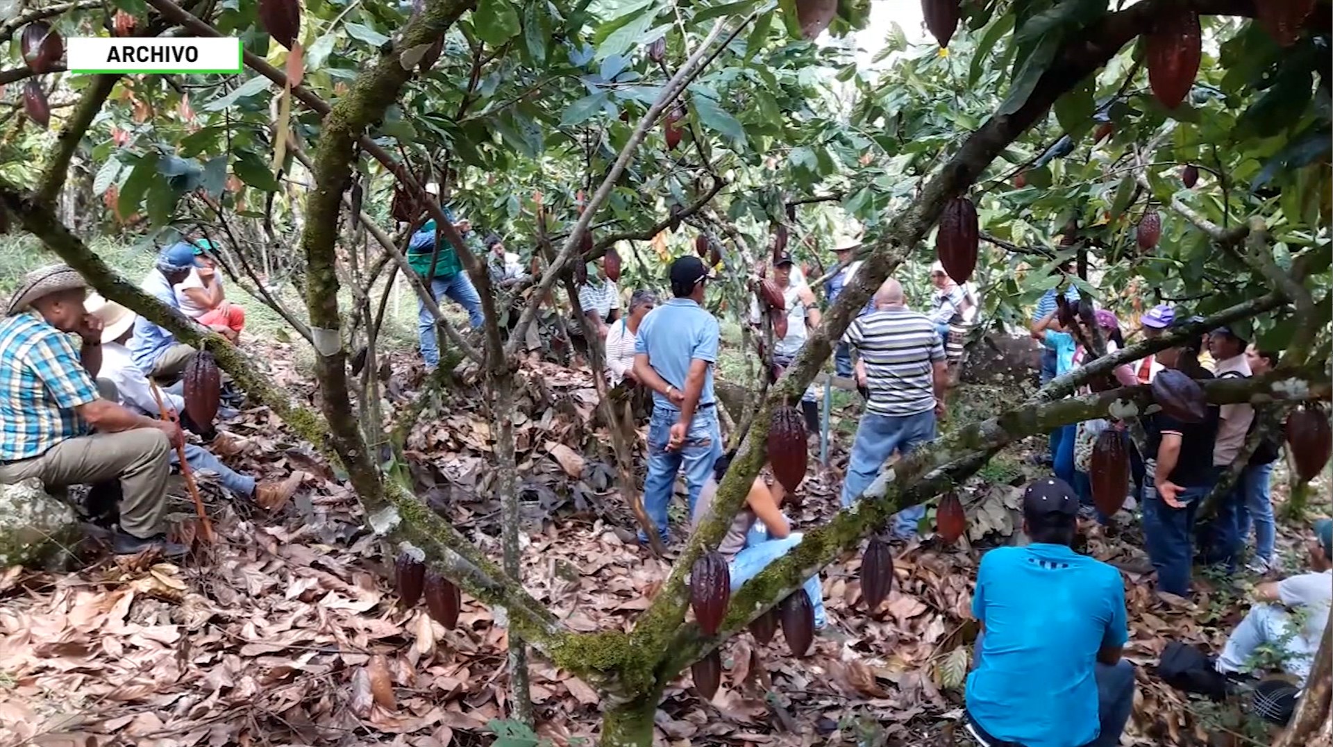 Precios del cacao aumentaron