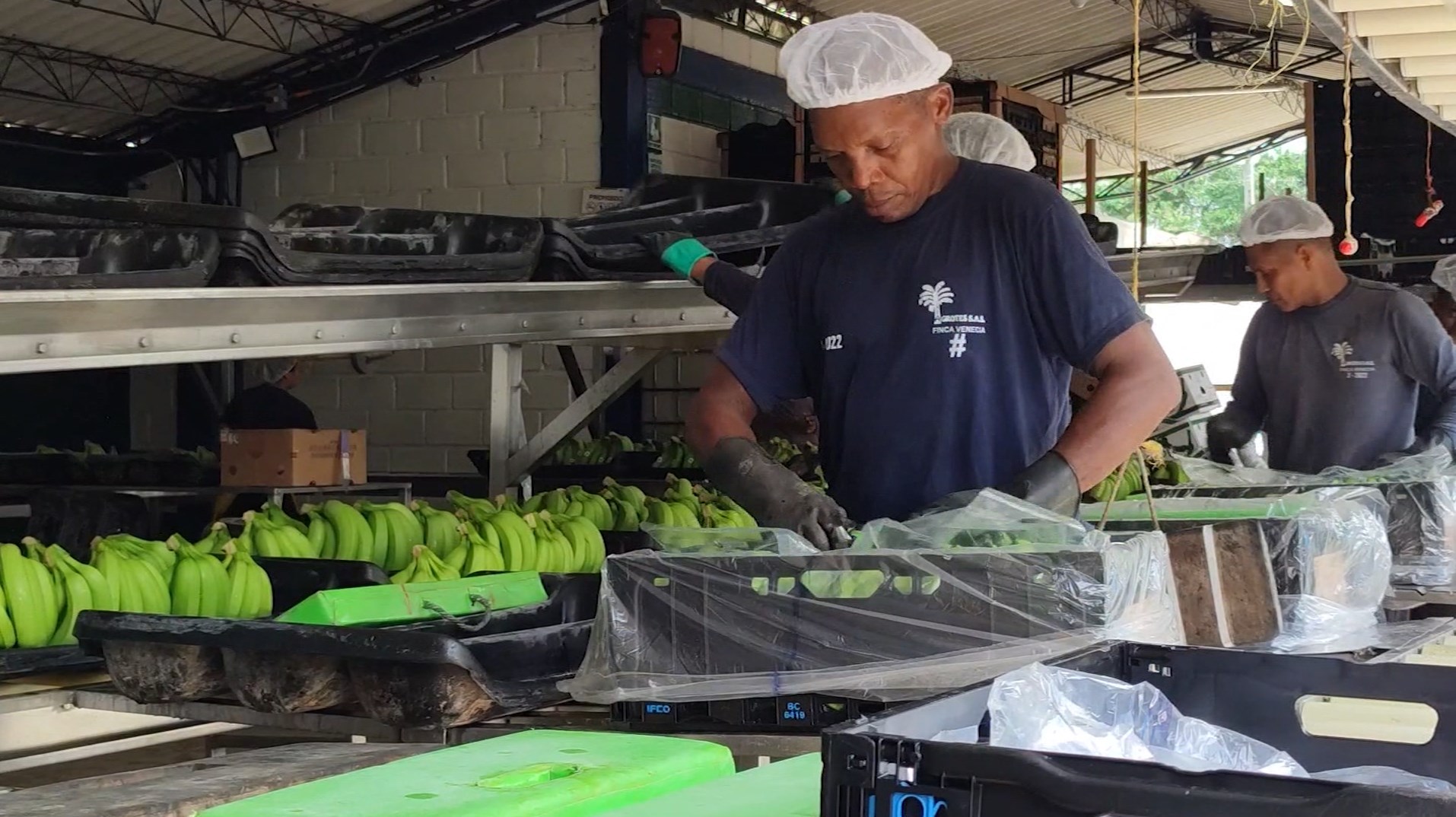 Denuncias de trabajadores bananeros