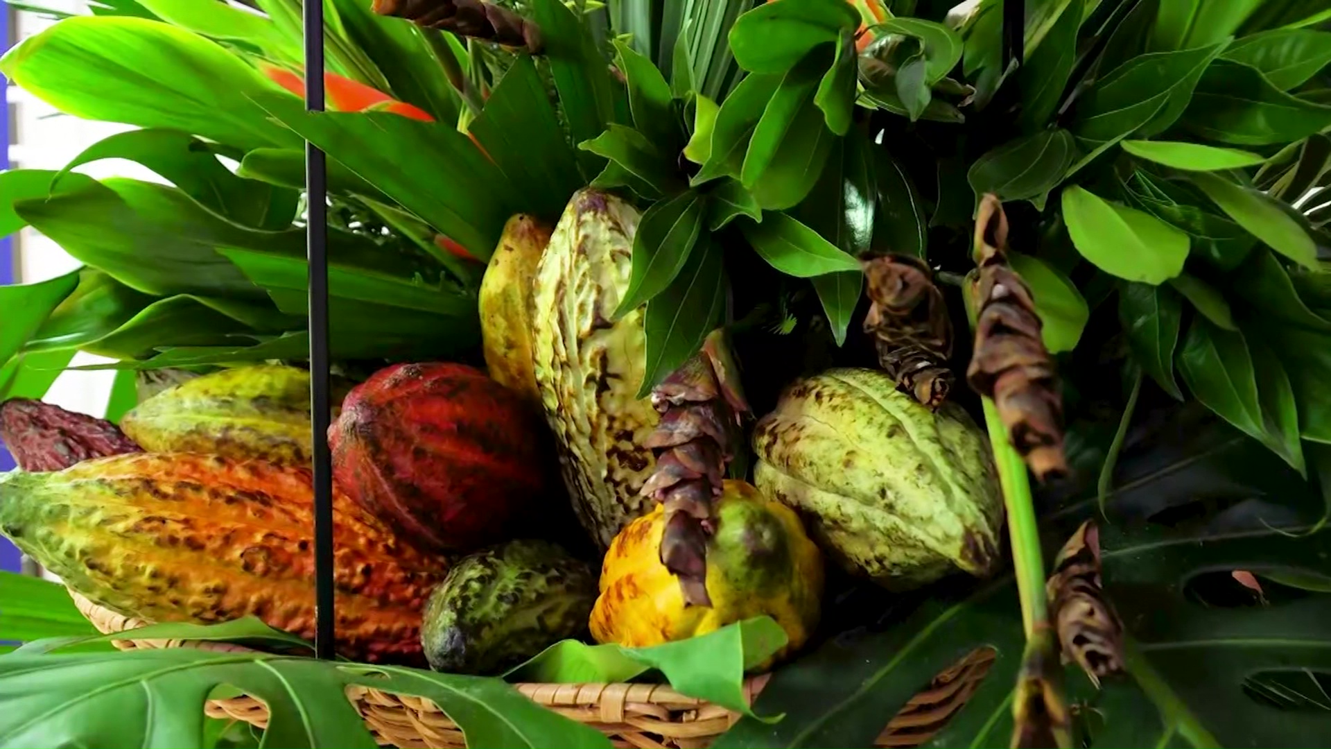 Convenio de 1,5 billones para el sector cacao