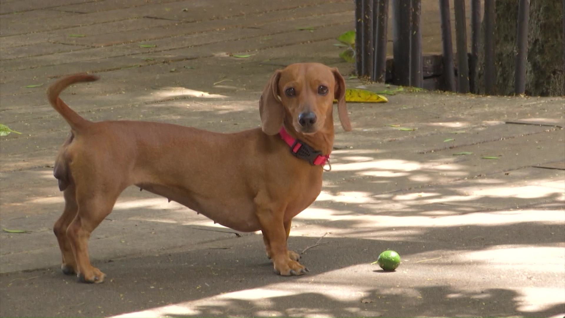 La calidad del aire afecta a las mascotas