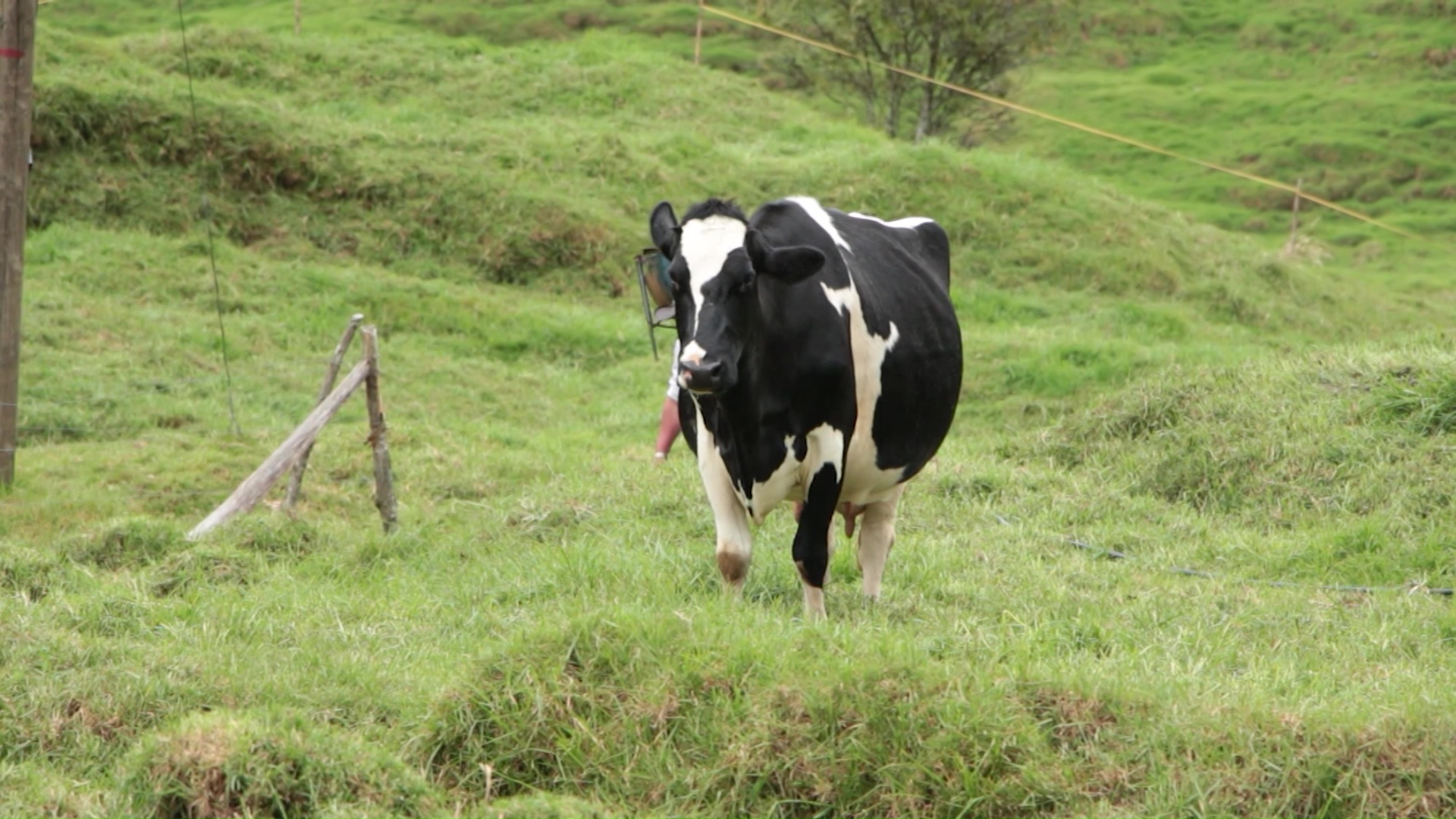 Procesadoras están comprando menos leche