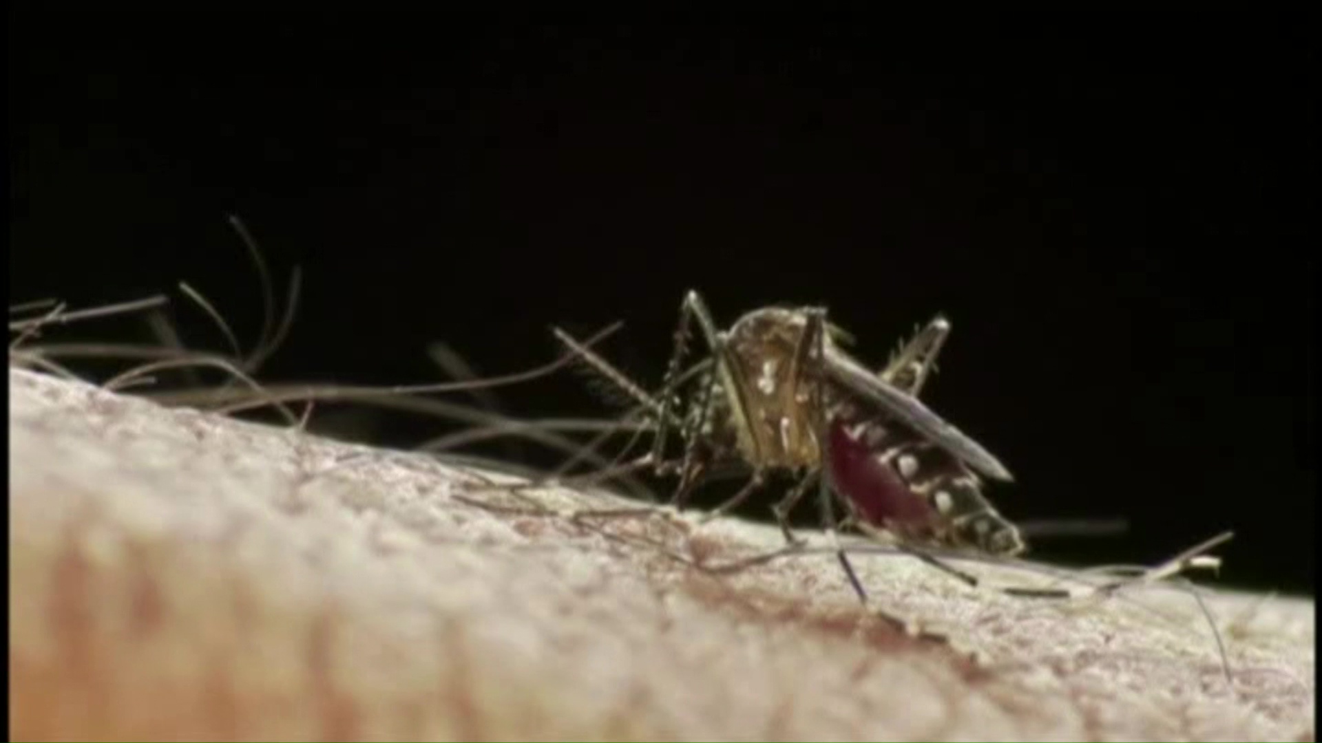 Semana Santa podría aumentar casos dengue