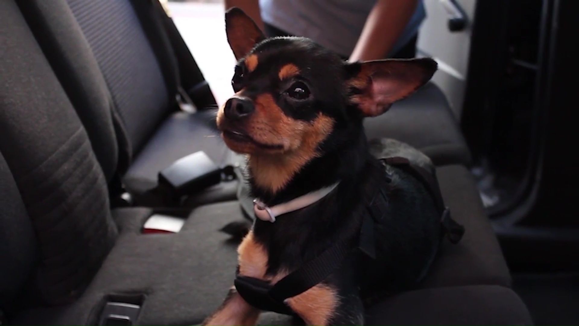 Movilidad de mascotas en Semana Santa