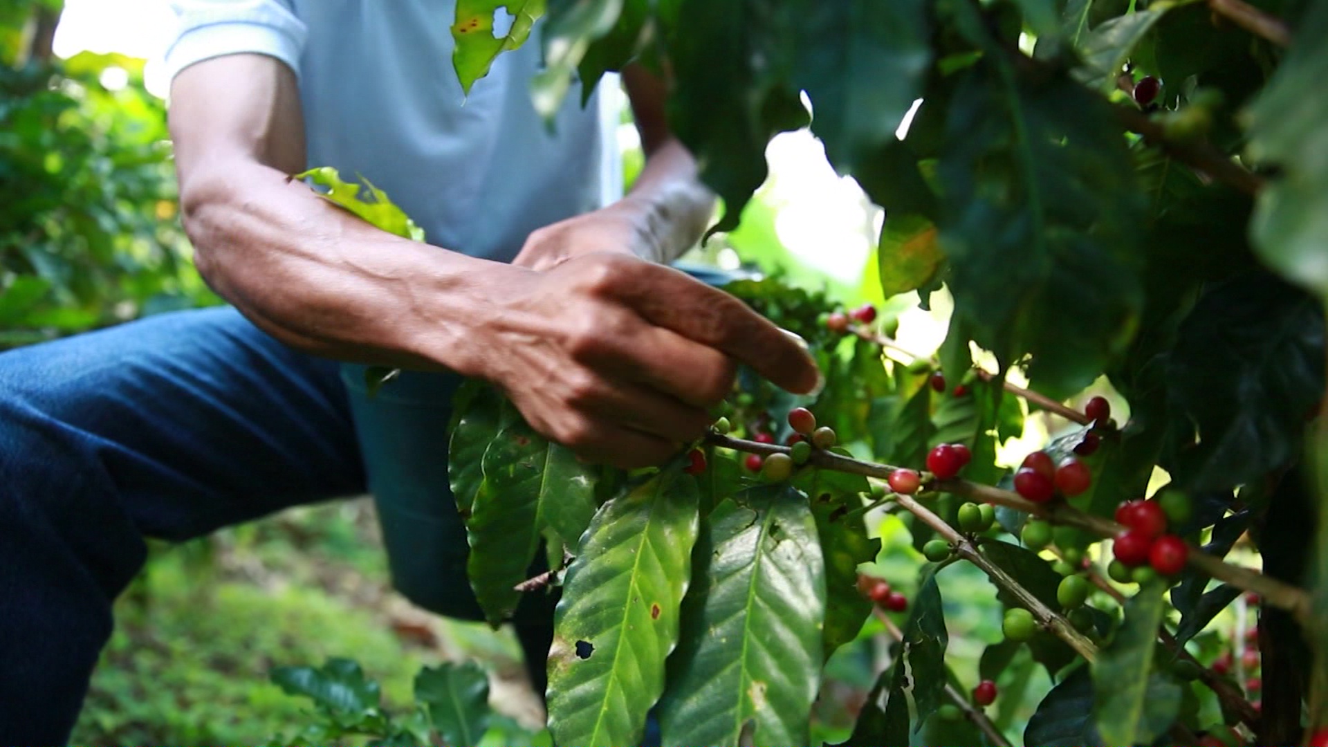 «Los recursos del fondo son de los cafeteros»: Federación