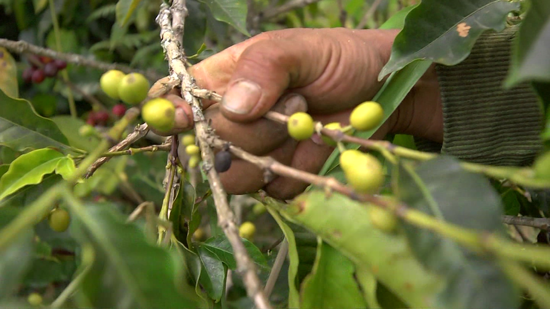 «Hay que buscar rescatar el sector cafetero»: Gustavo Petro