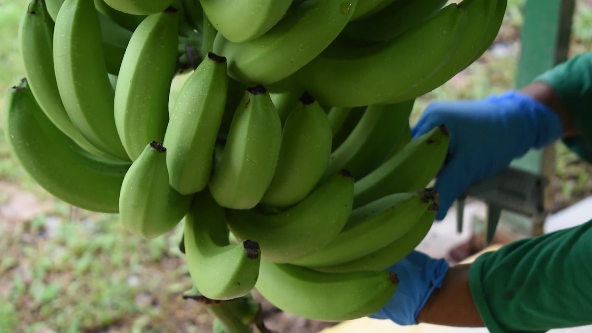 106 millones de cajas de banano exportadas