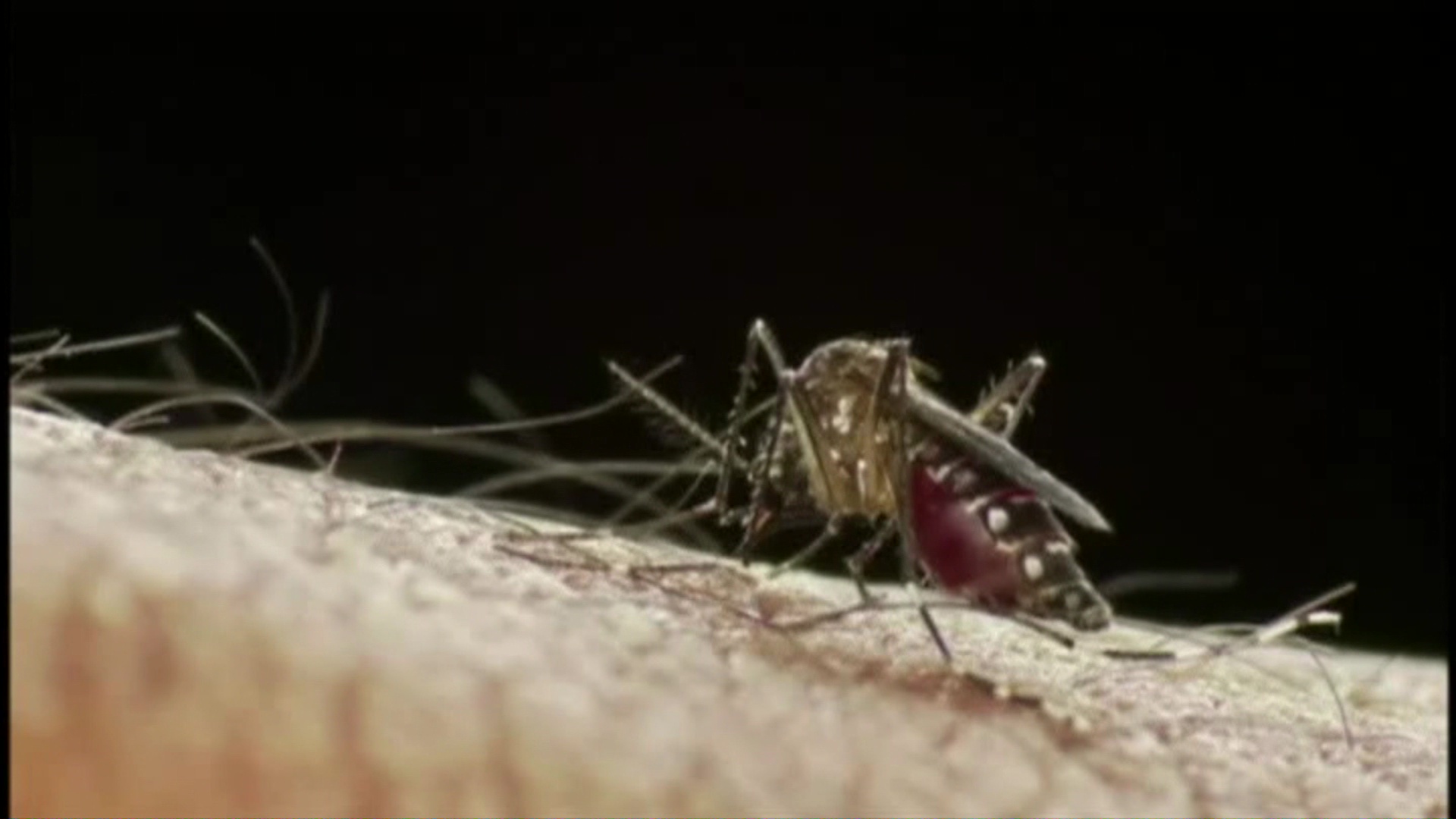 Alarmante aumento de 1000 % de casos de dengue