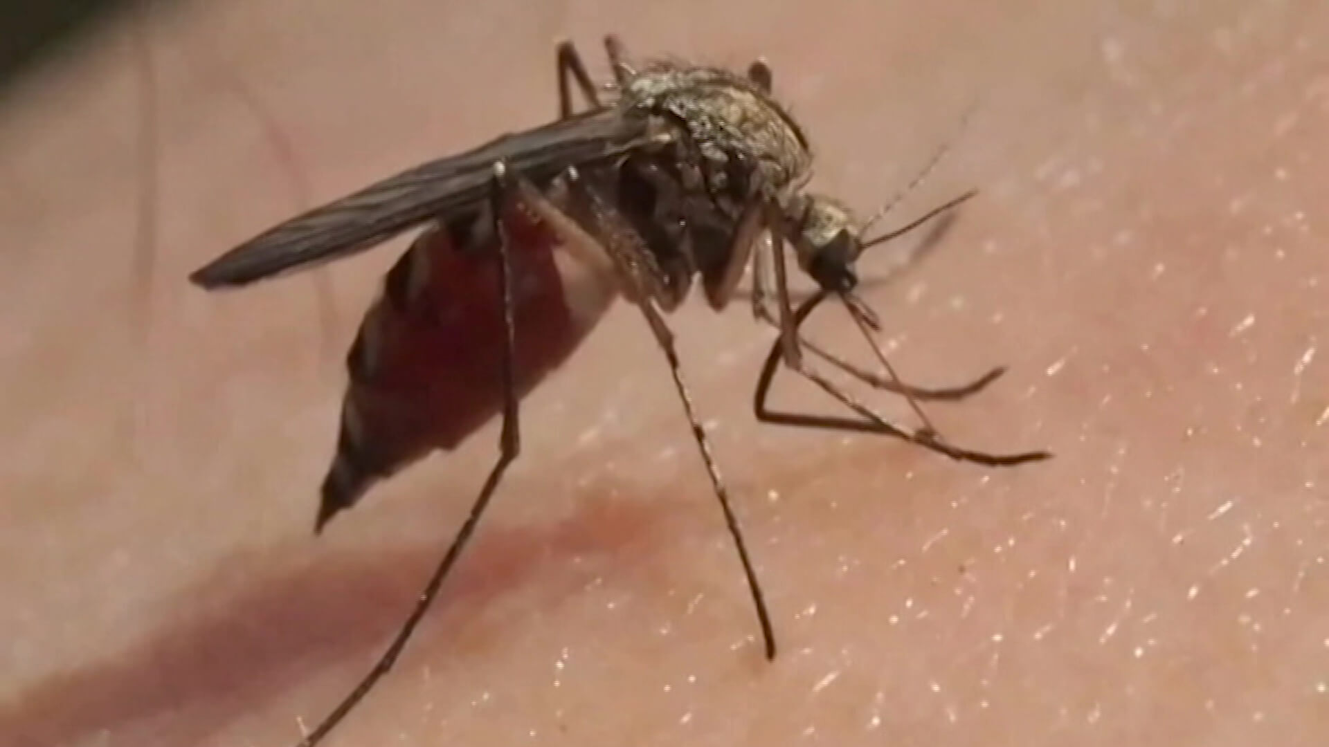 Hay ocho focos de dengue en la ciudad