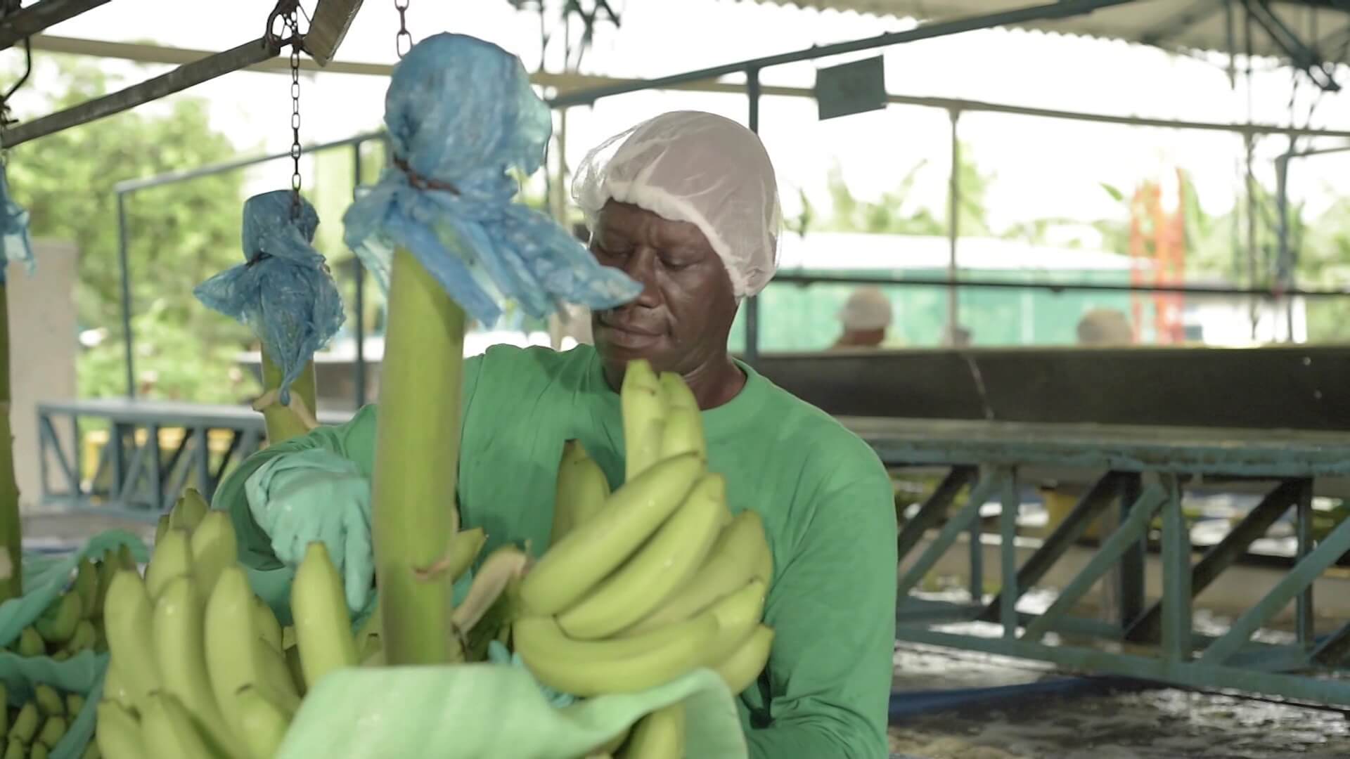 Producción bananera afectada por ‘El Niño’