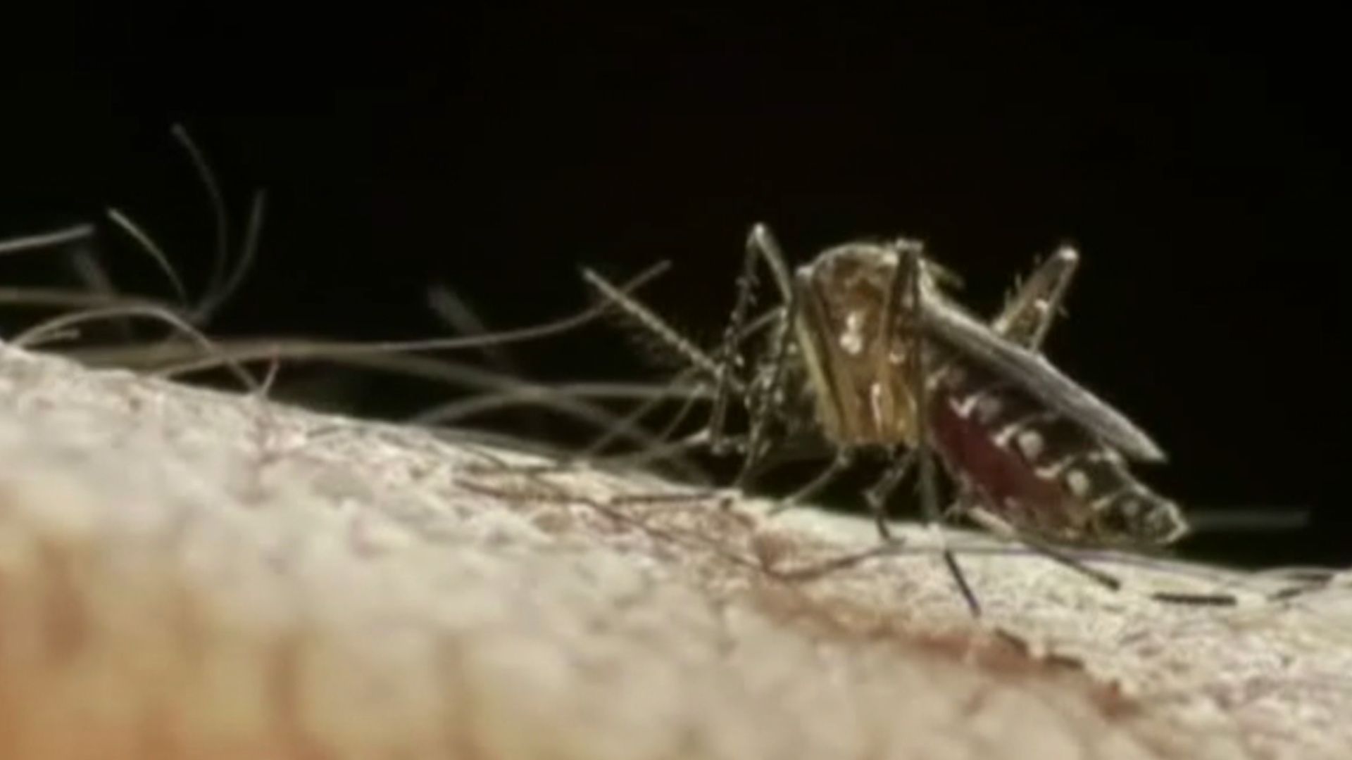Aumenta dengue en Latinoamérica