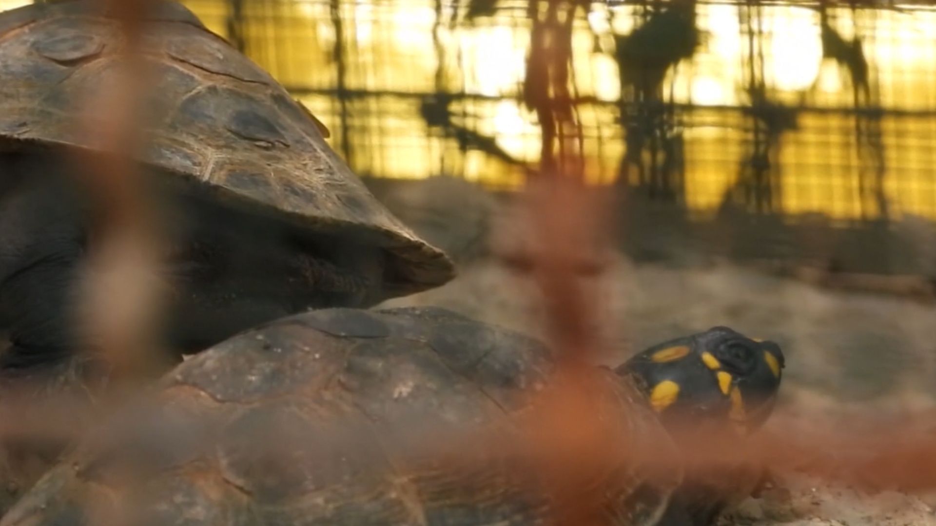 Tortugas e iguanas, las más traficadas en Semana Santa