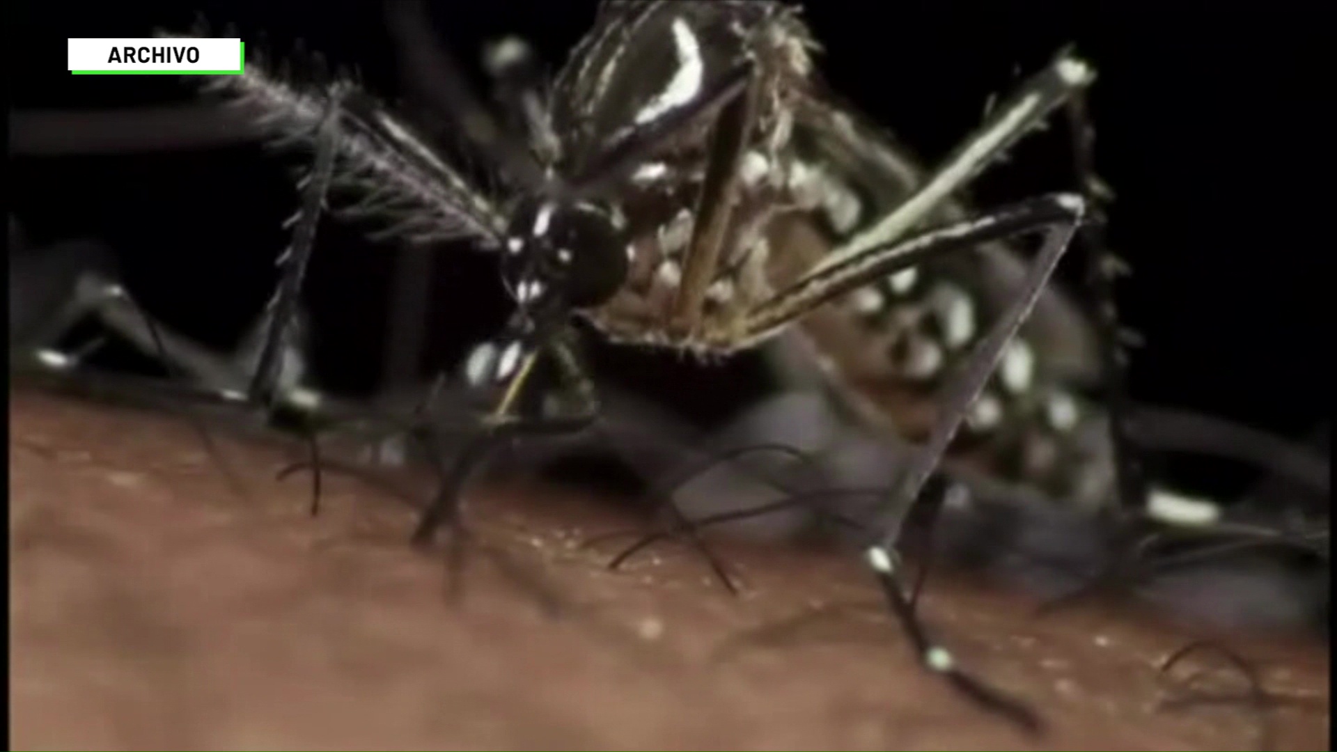 Zancudos con Wolbachia protegen del dengue
