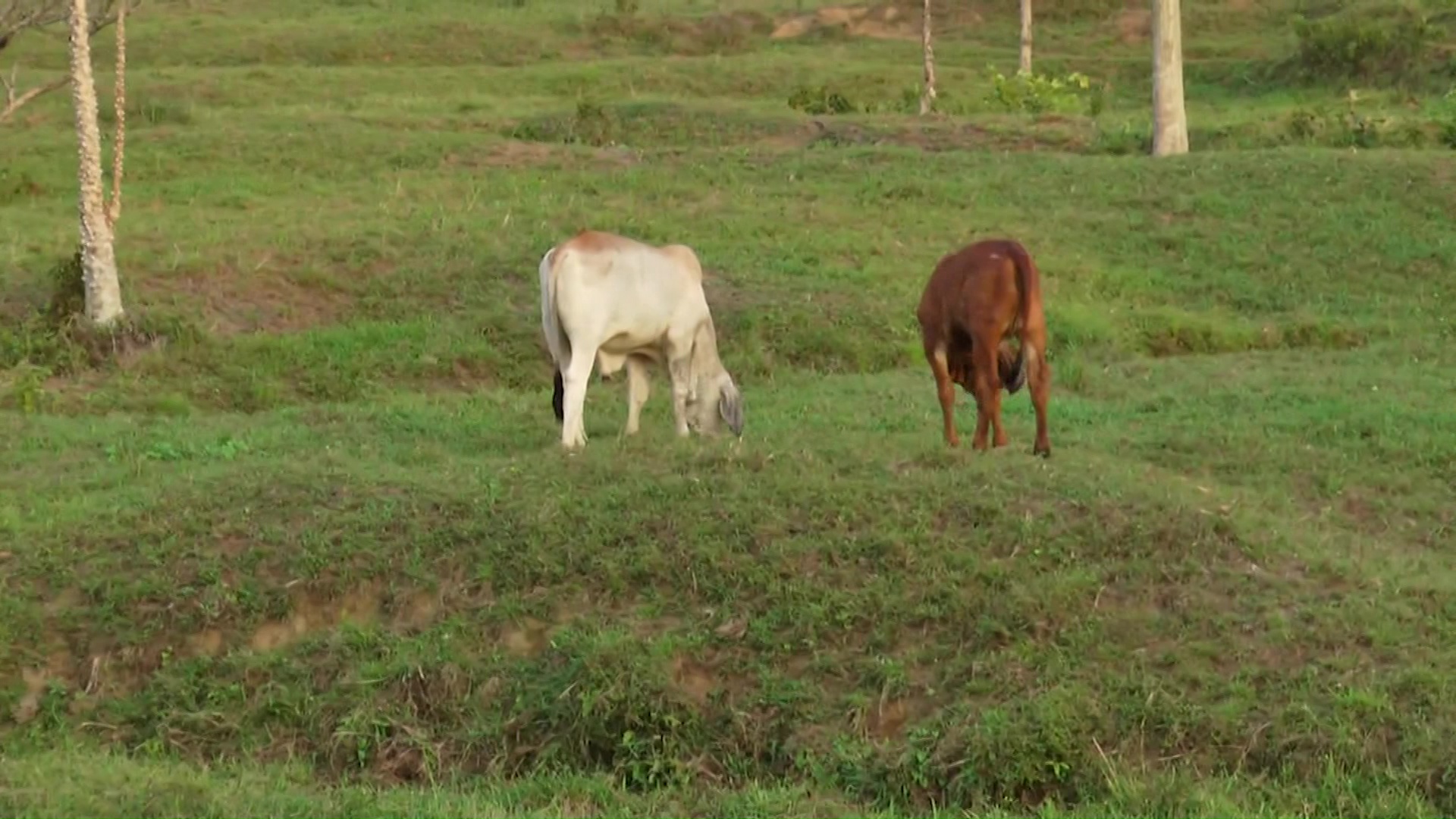 Contagios de rabia bovina por murciélagos