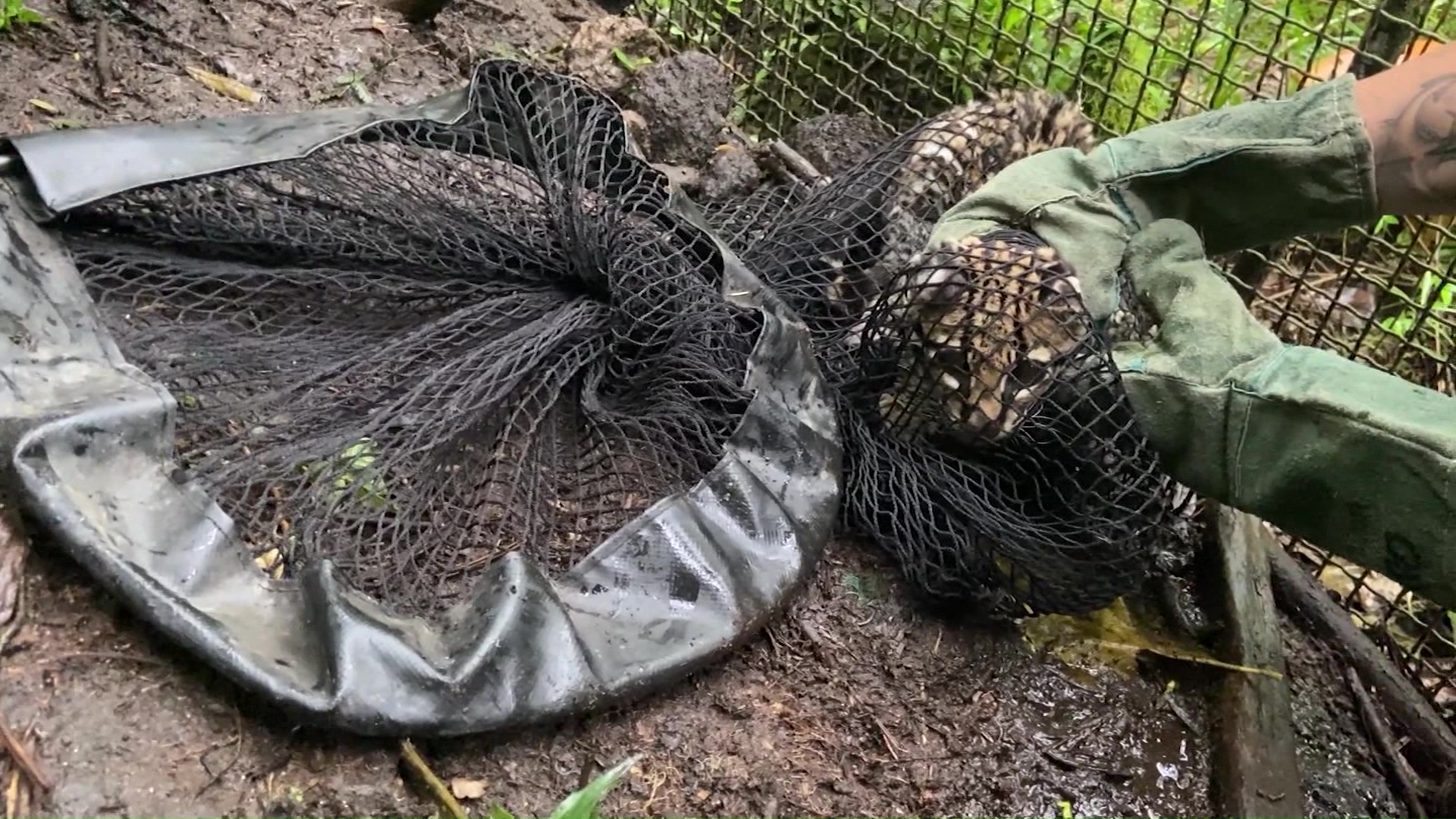 Liberaron ocelote en el norte de Antioquia