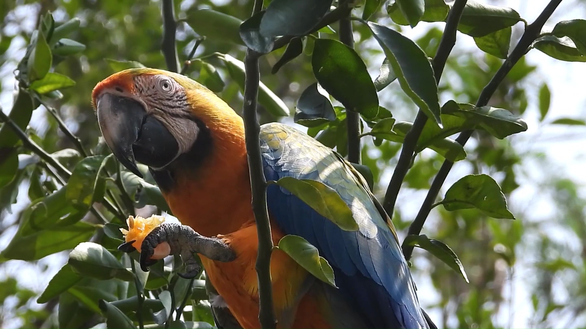 Recomiendan no alimentar especies silvestres