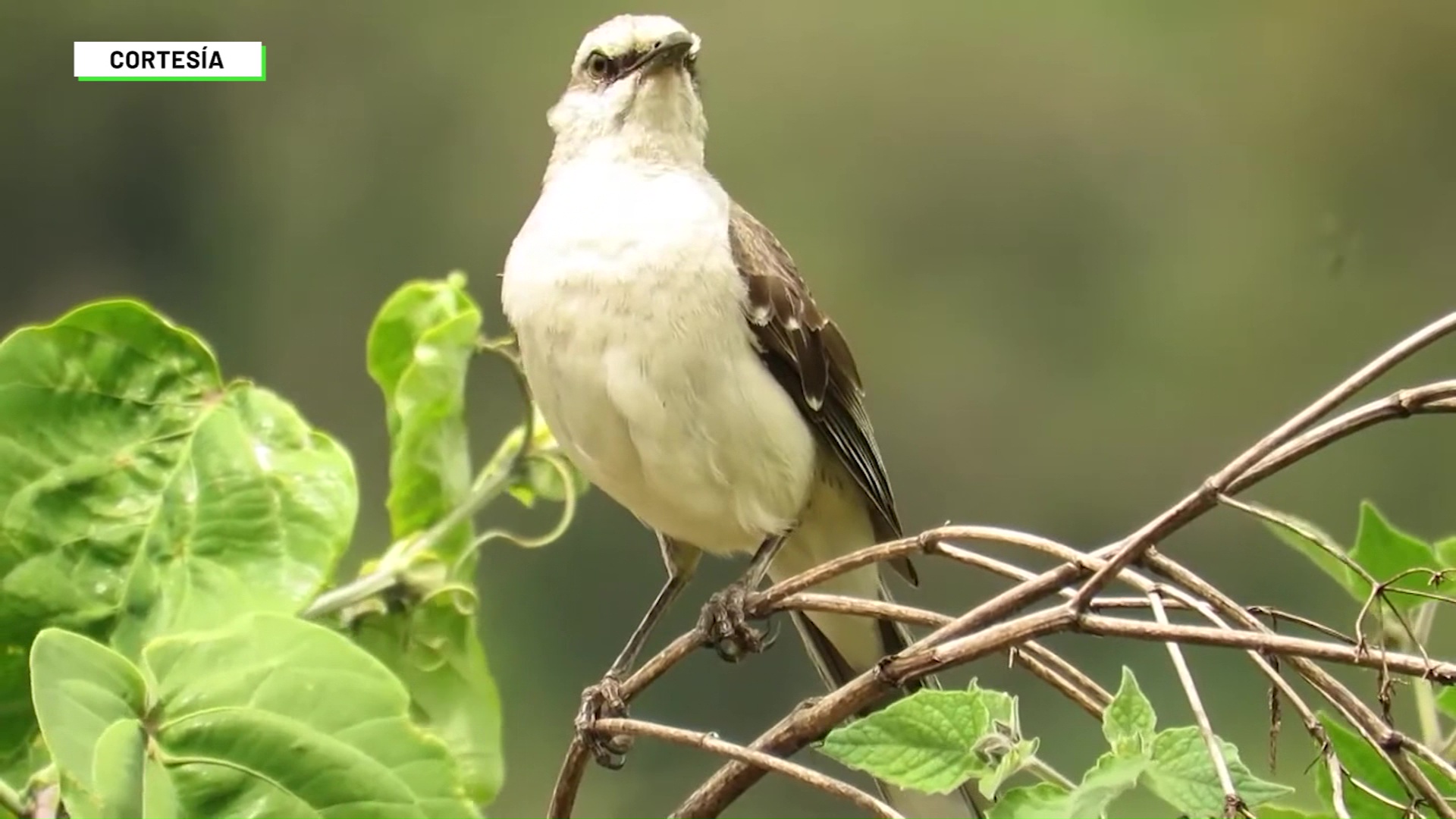 Biodiversidad afectada por cambio climático