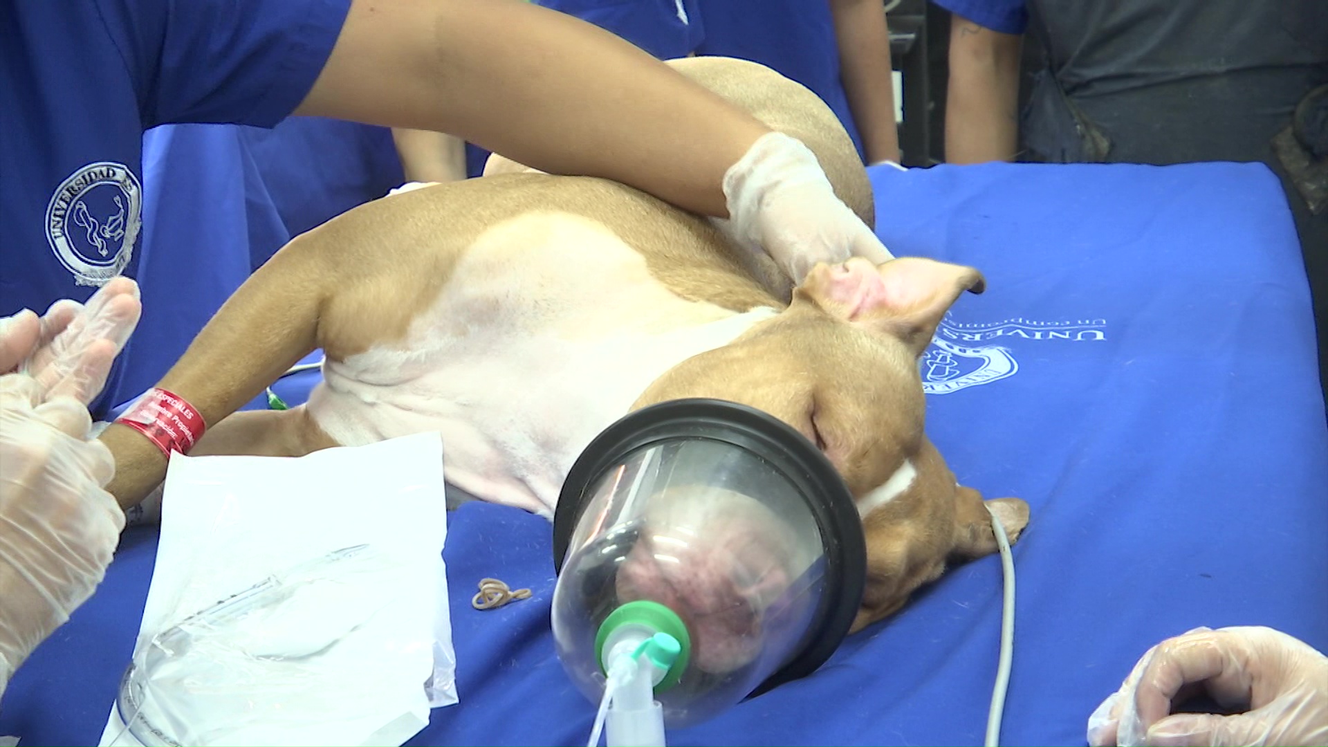 Cirugía cardiaca a una pitbull de 9 meses