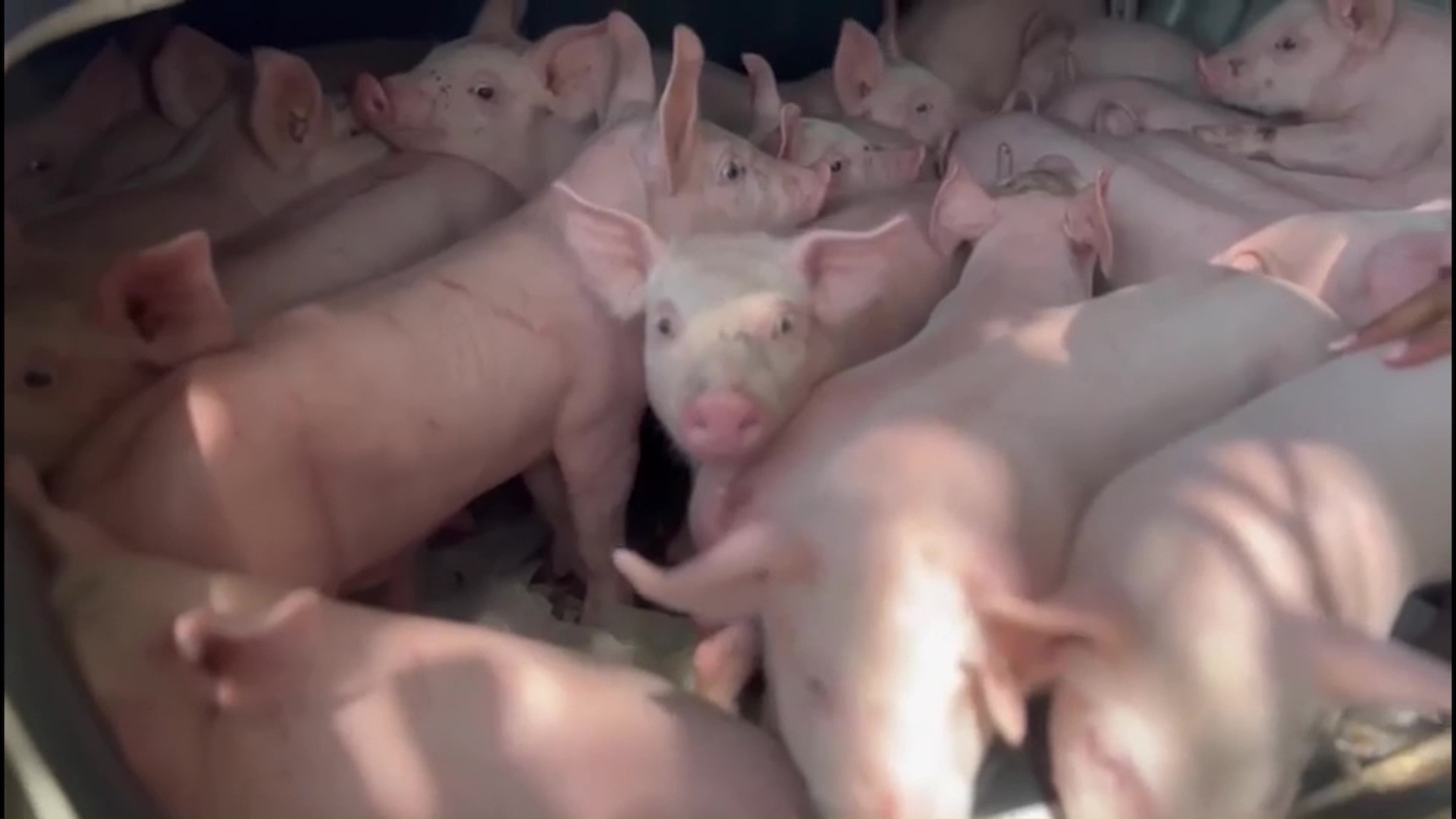 Otro enredo de Quintero: compra de 361 cerdos