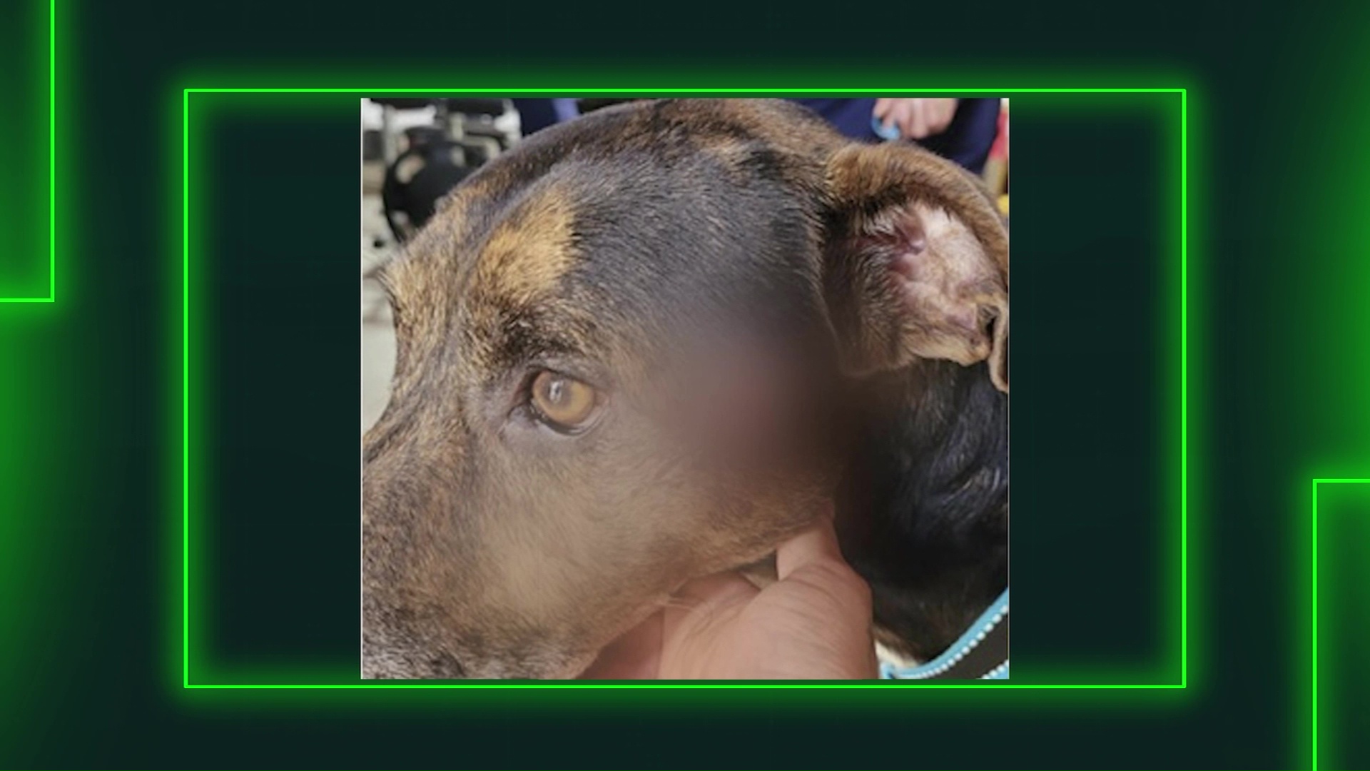Aberrante caso de maltrato animal en Urrao