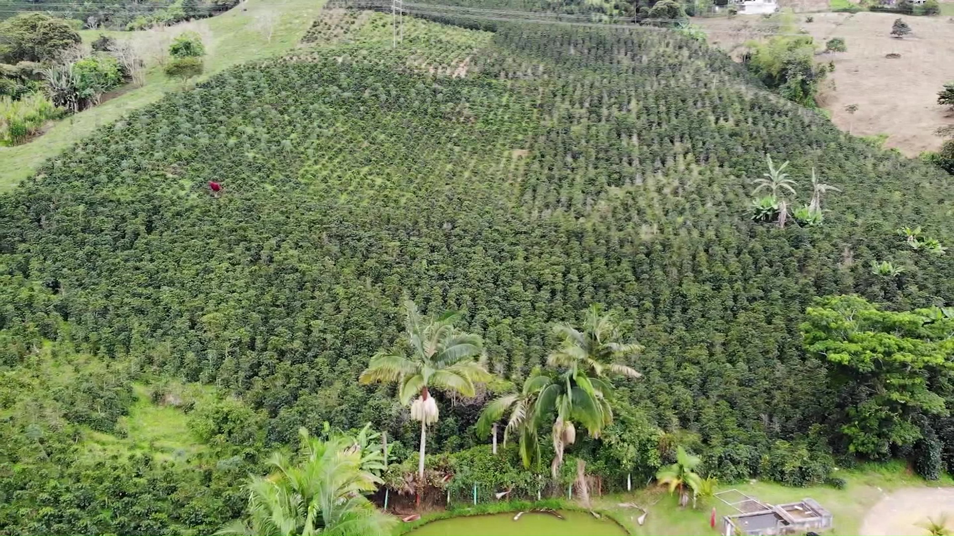 5 millones 800 mil sacos de producción cafetera