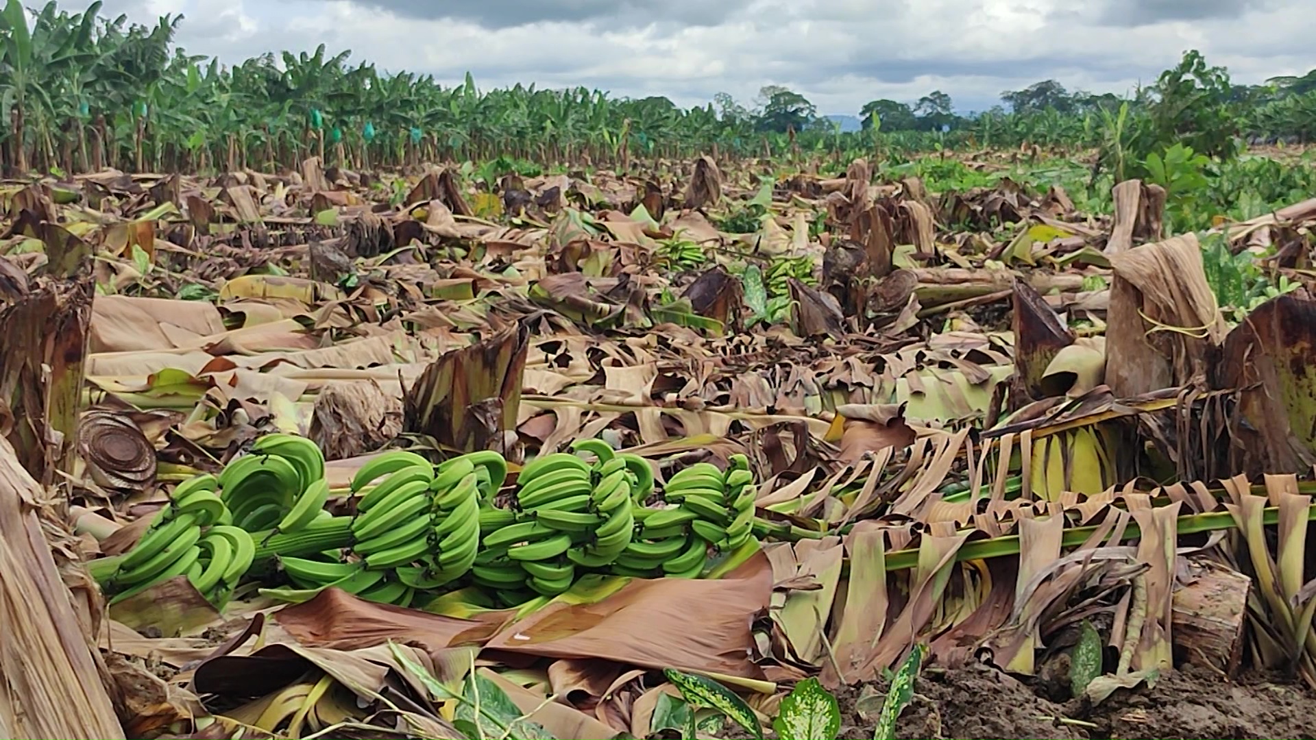 Lluvias dejan millonarias pérdidas en el Urabá antioqueño