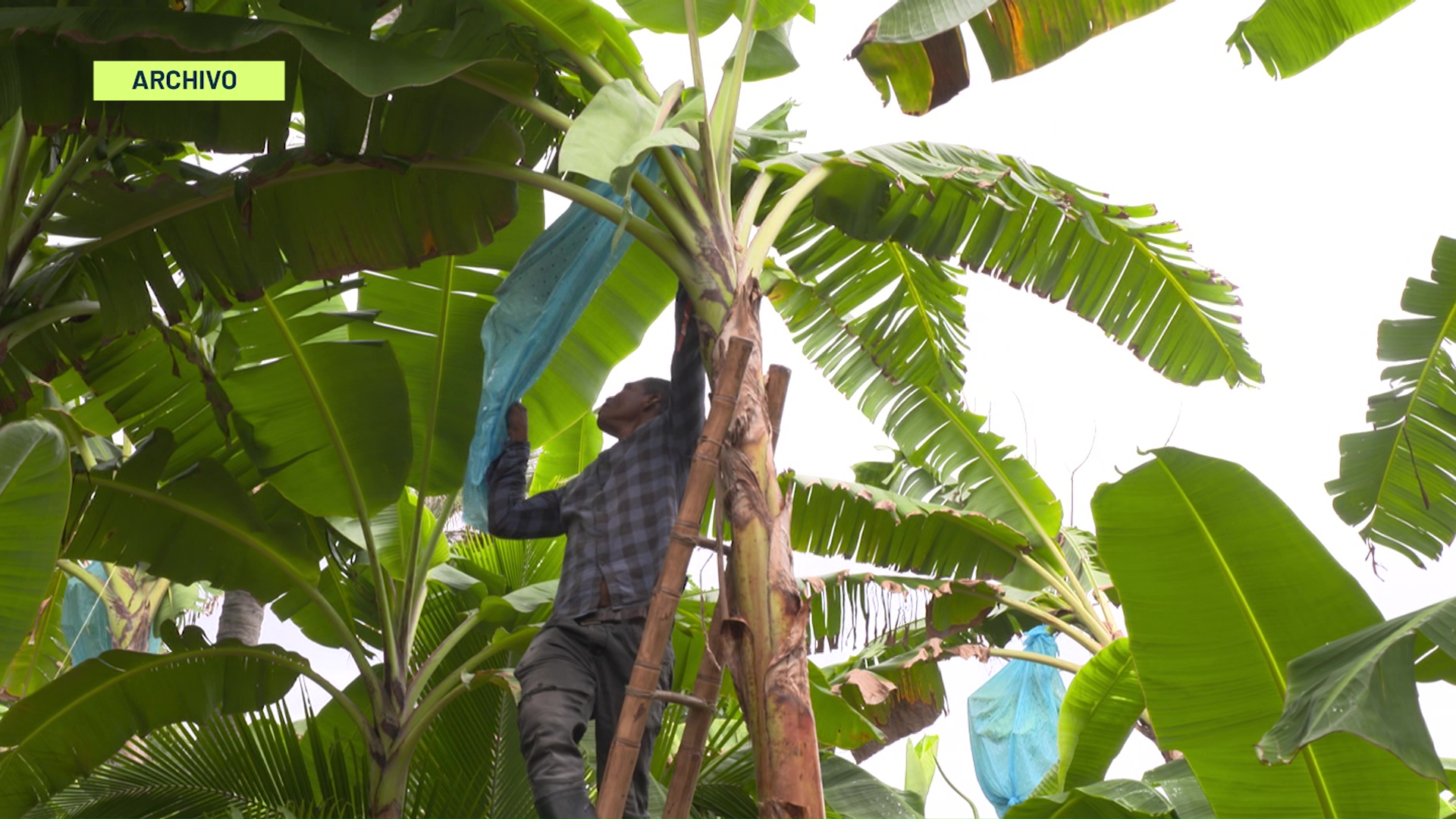 Campesinos reportan pérdidas por lluvias