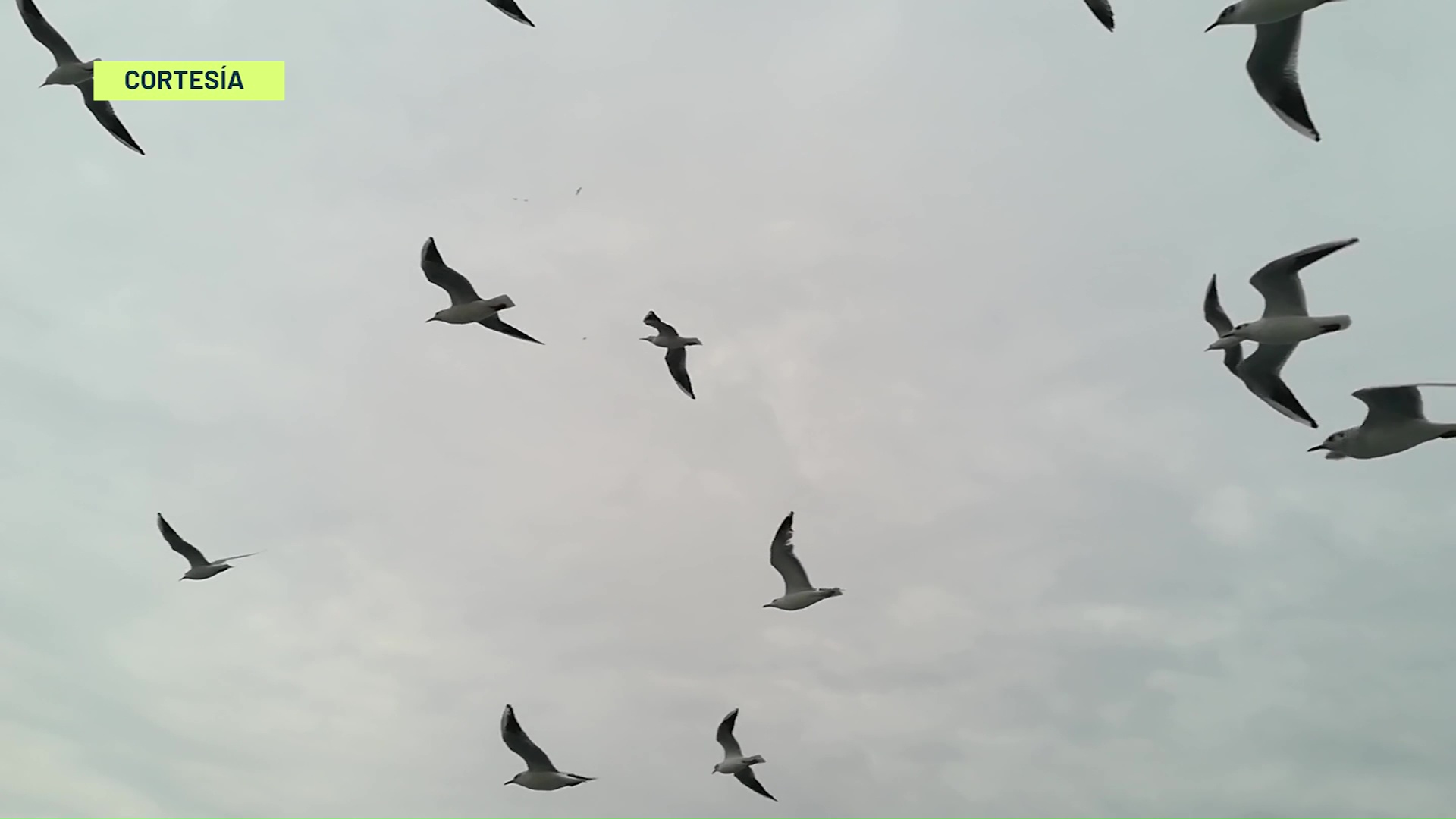 Al año pasan 50 especies de aves migratorias