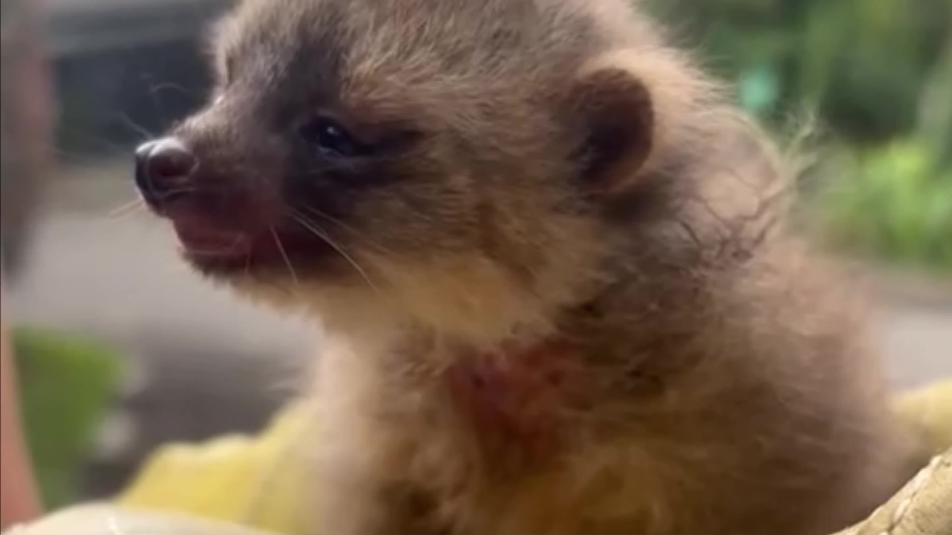 Rescatan un olinguito de tres meses en Envigado