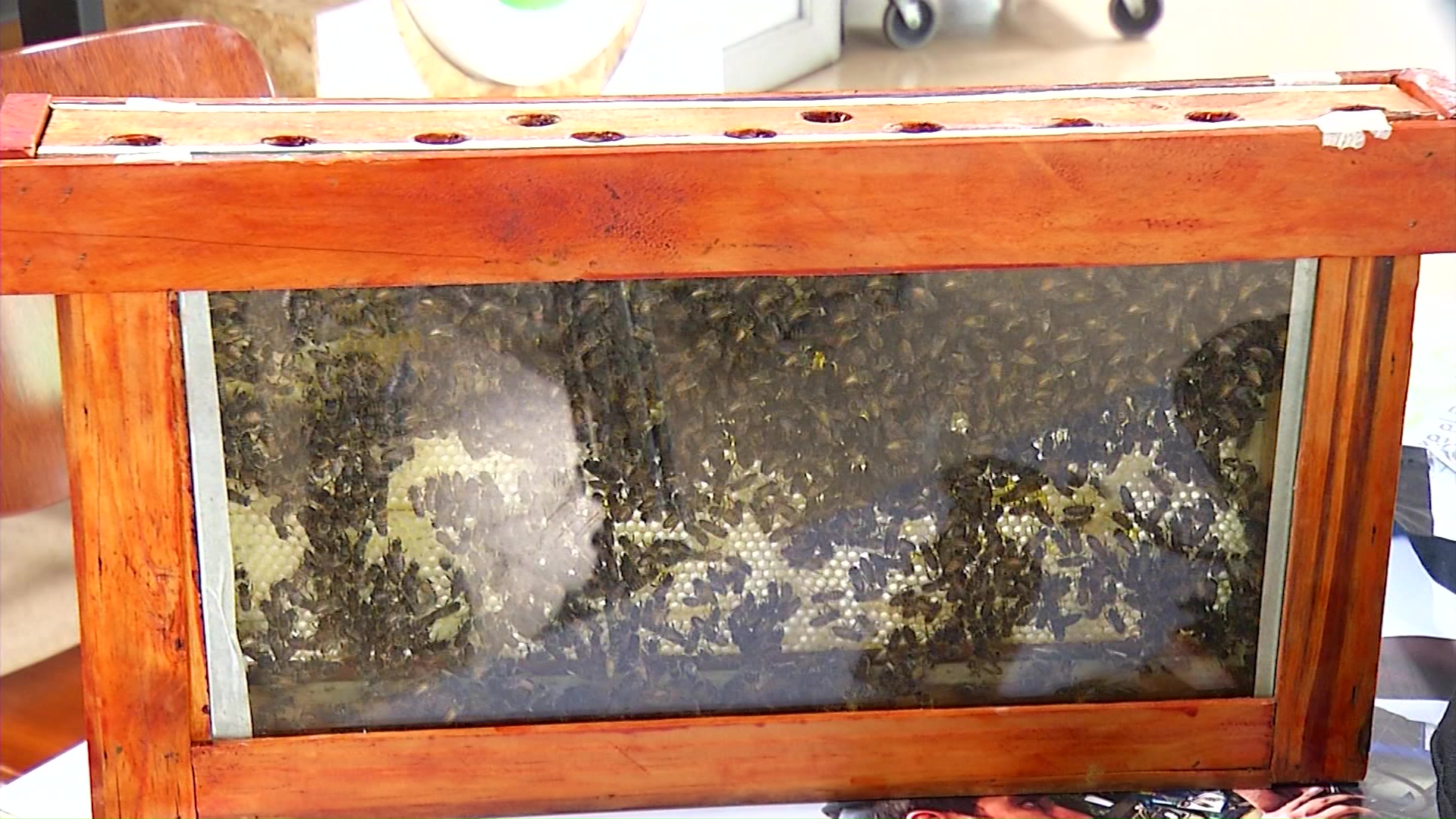 Riesgos de la merma en la cantidad de abejas