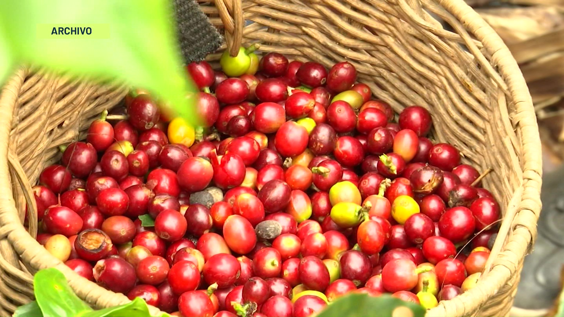 Café colombiano en el pacto verde de Europa