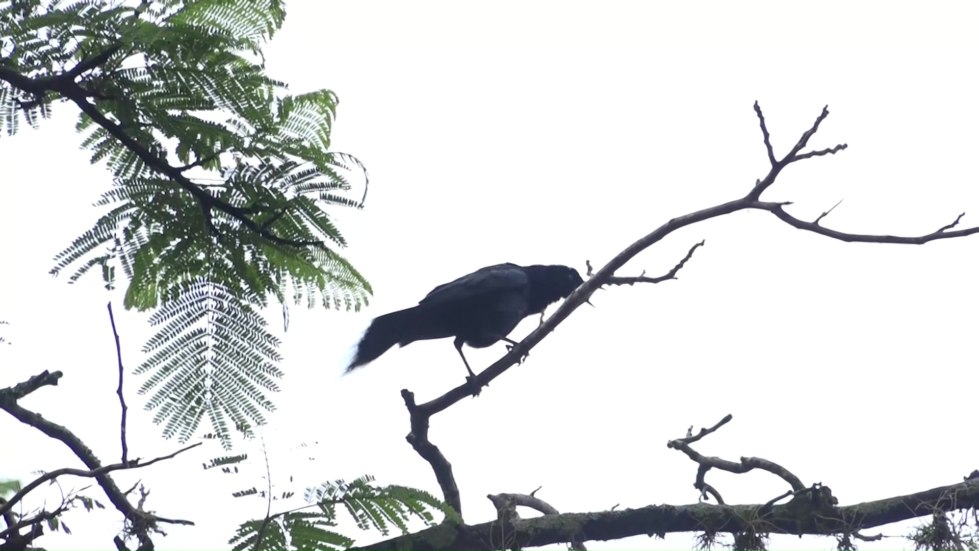 Piloto de avistamiento sensorial de aves en San Jerónimo