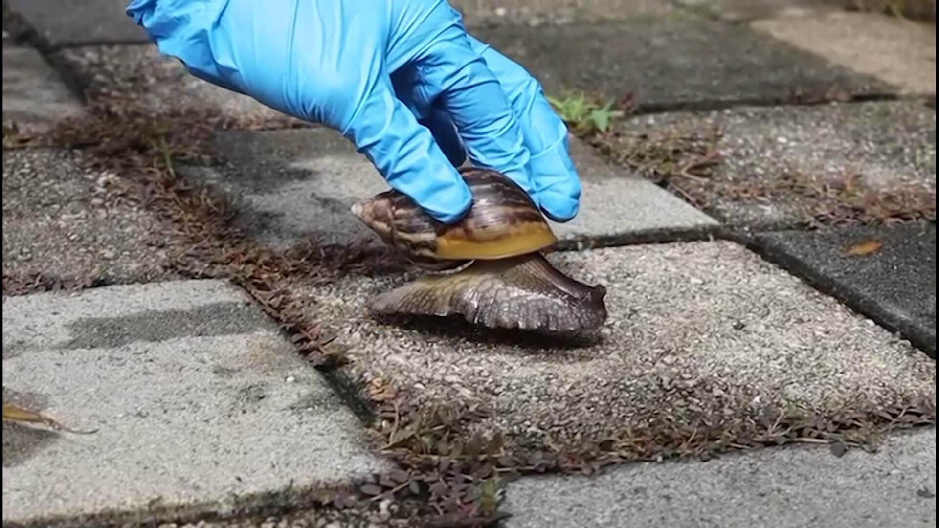 117 puntos críticos de presencia de caracol africano