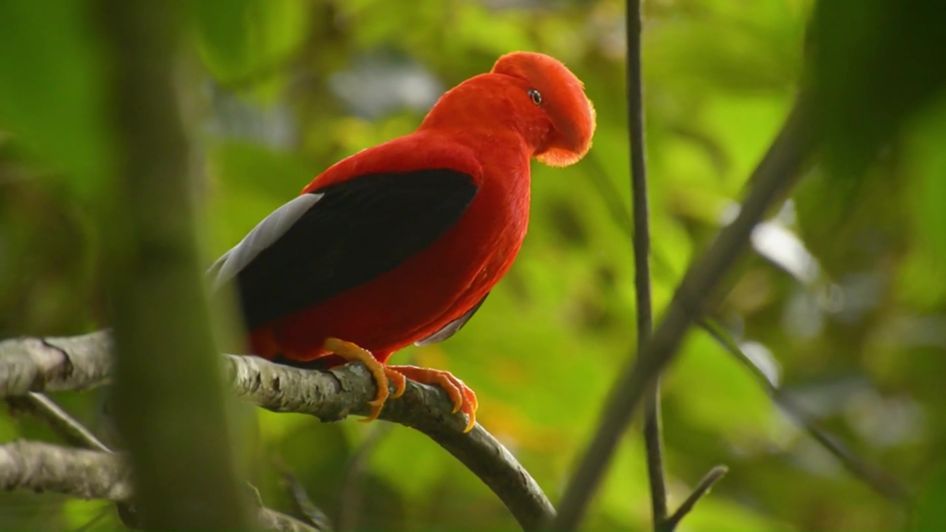 Cantos, colores y sabores en Teleantioquia