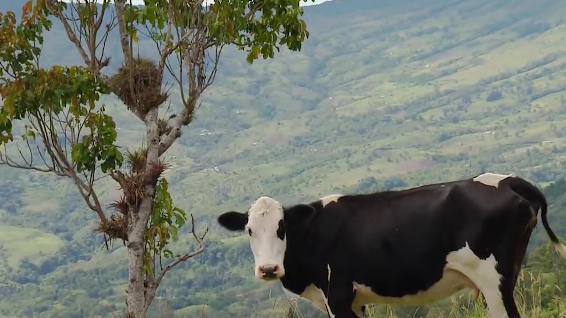 Disminuyó la compra de leche a productores