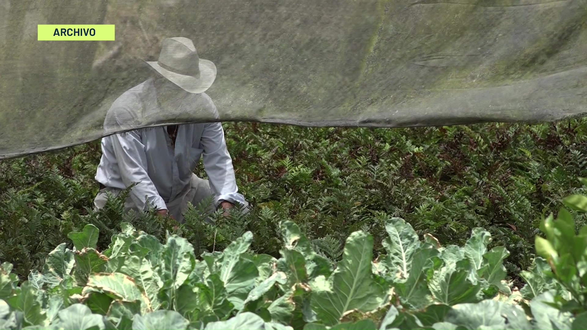 El agro sigue sacando la cara por la economía